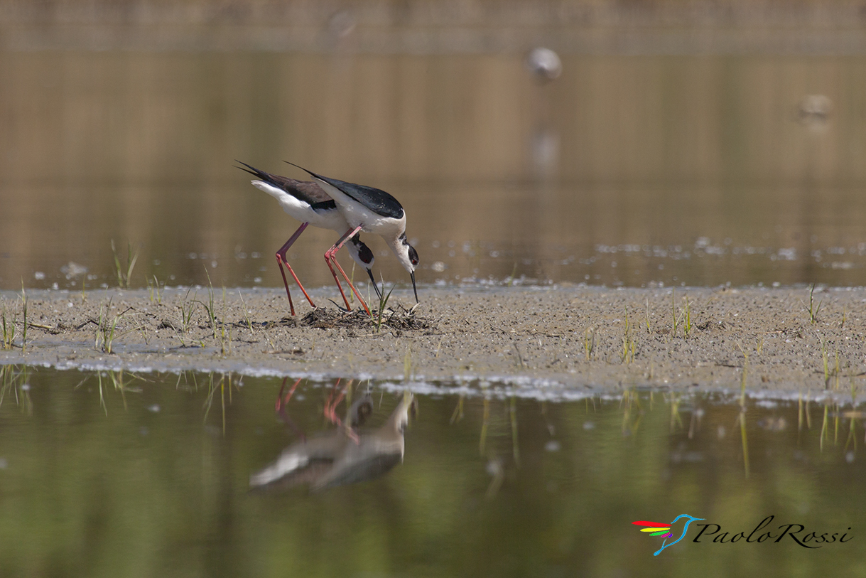 Preparazione del nido