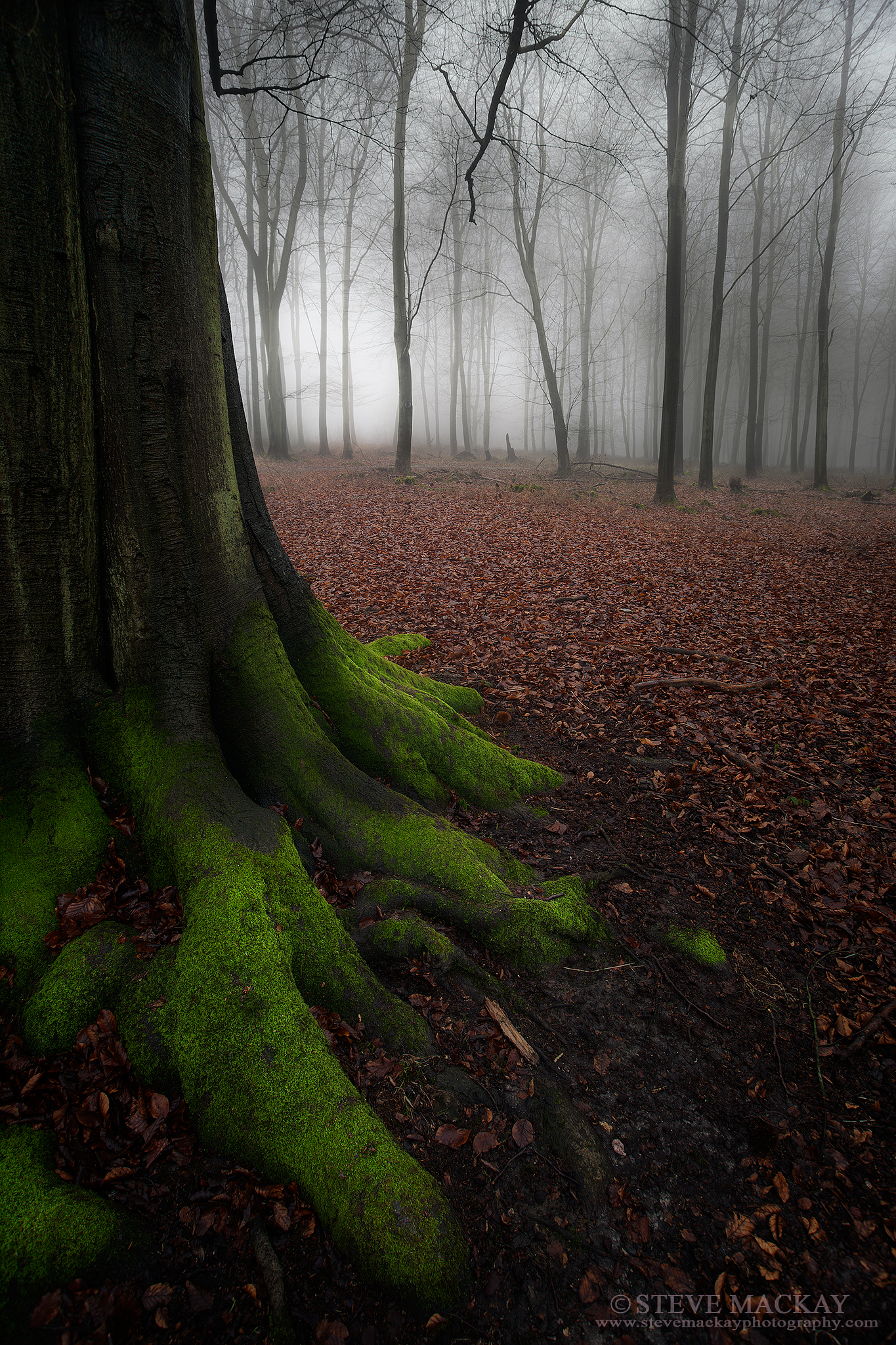 In a Dark, Dark Wood