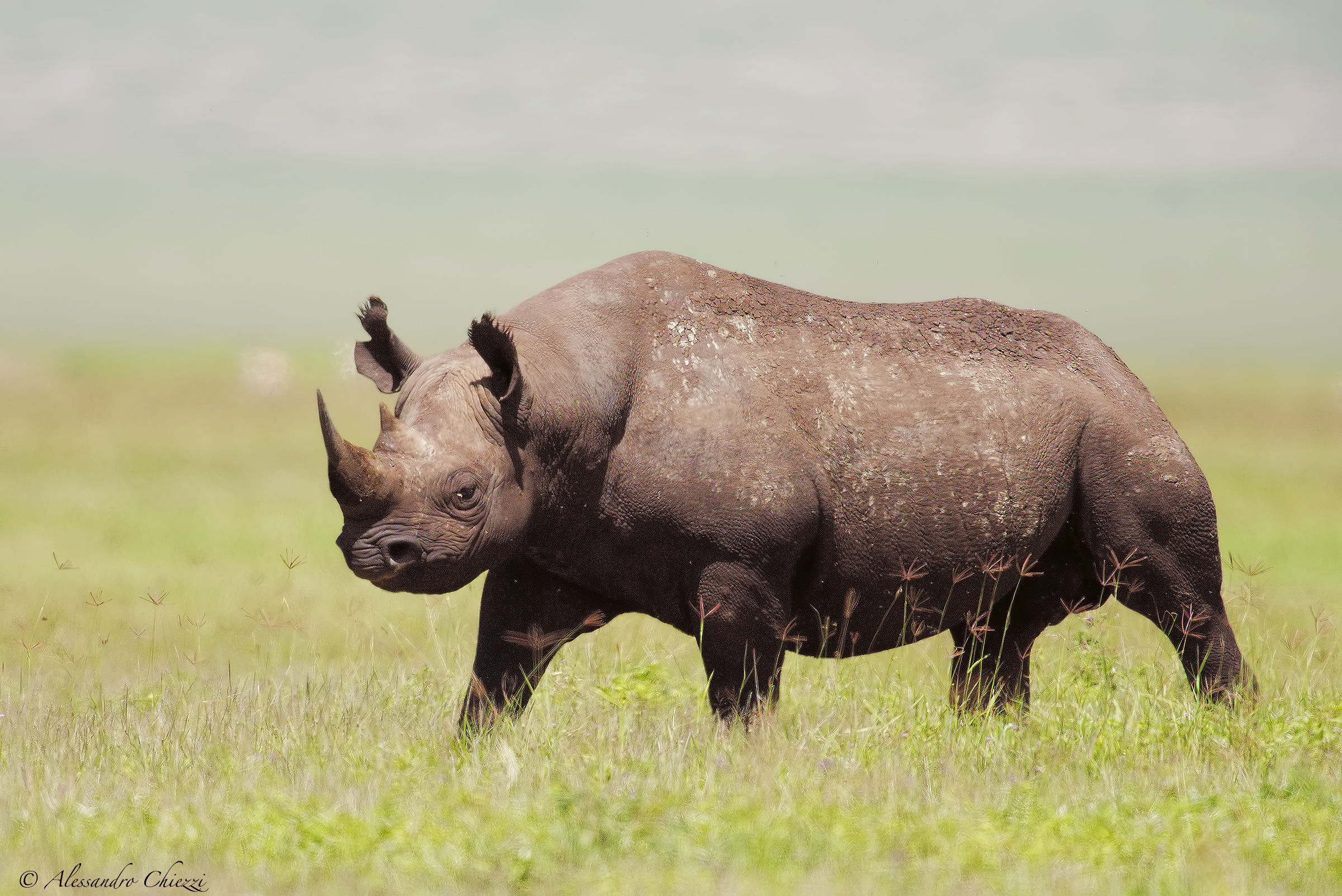 Rhino Nogorongoro