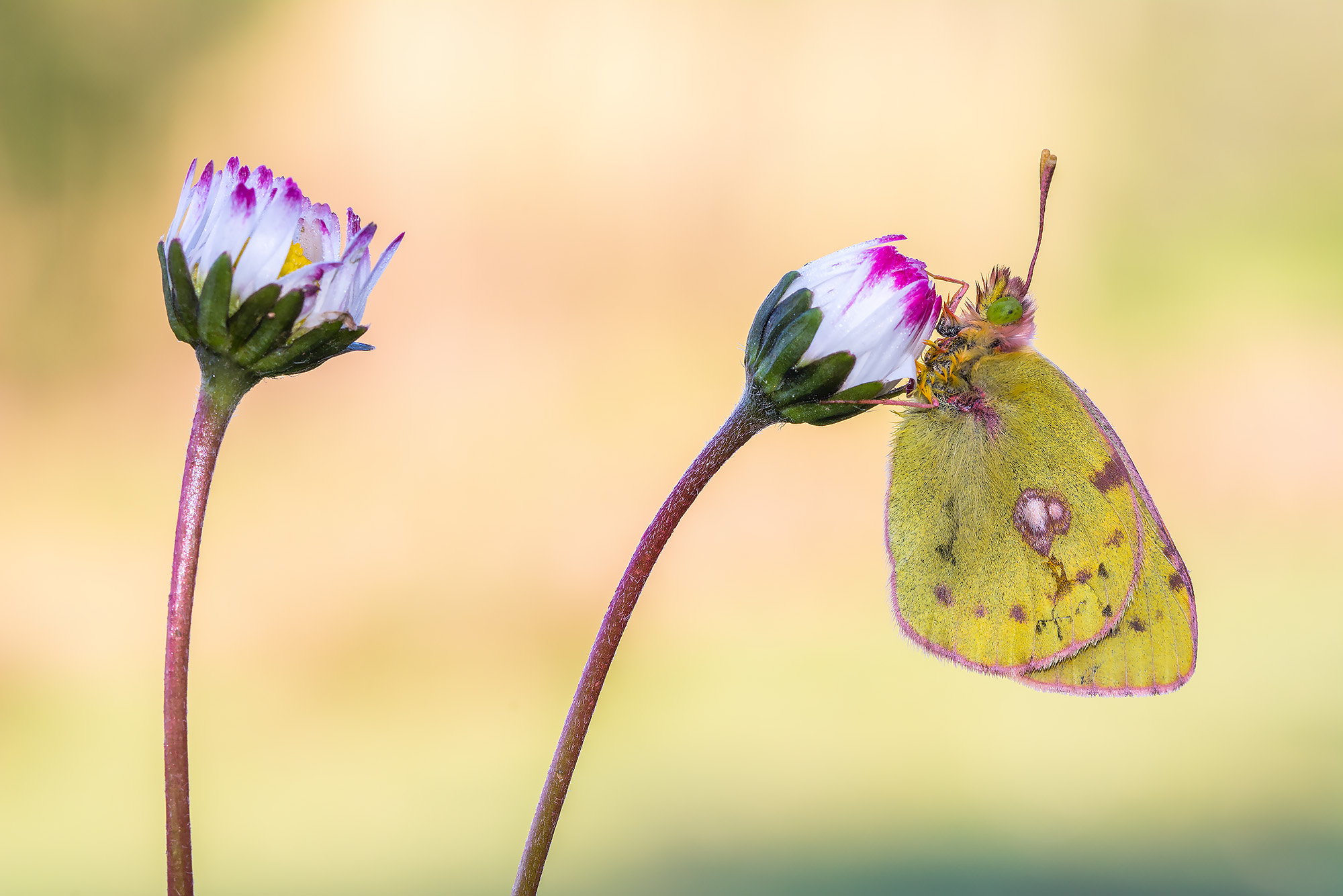 Colias crocea