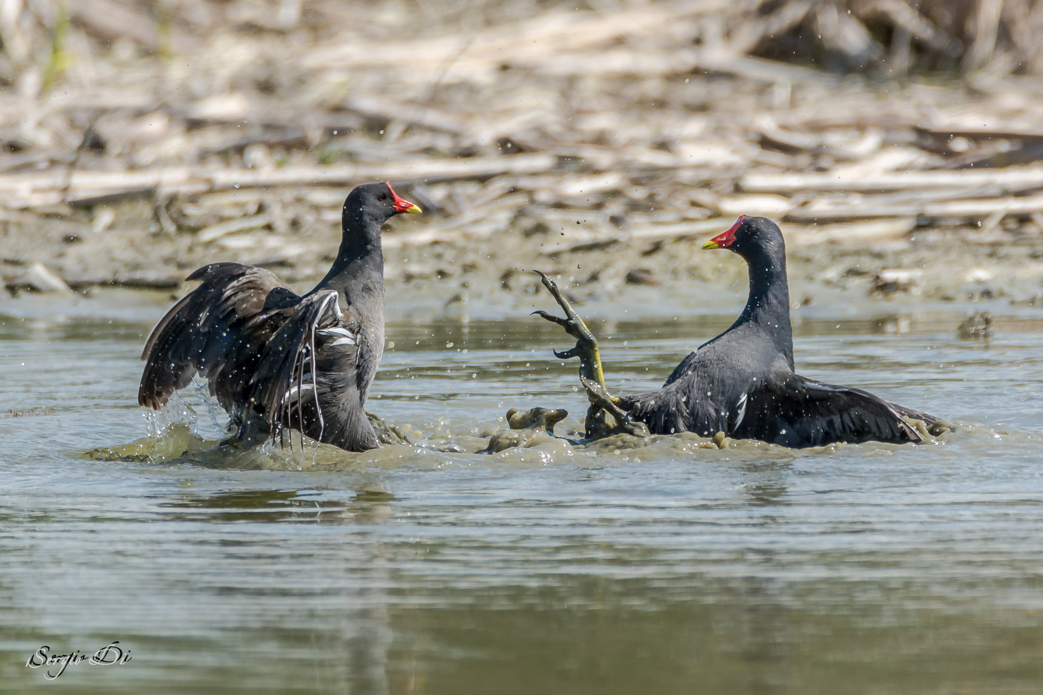 Discussions between hens Water ...