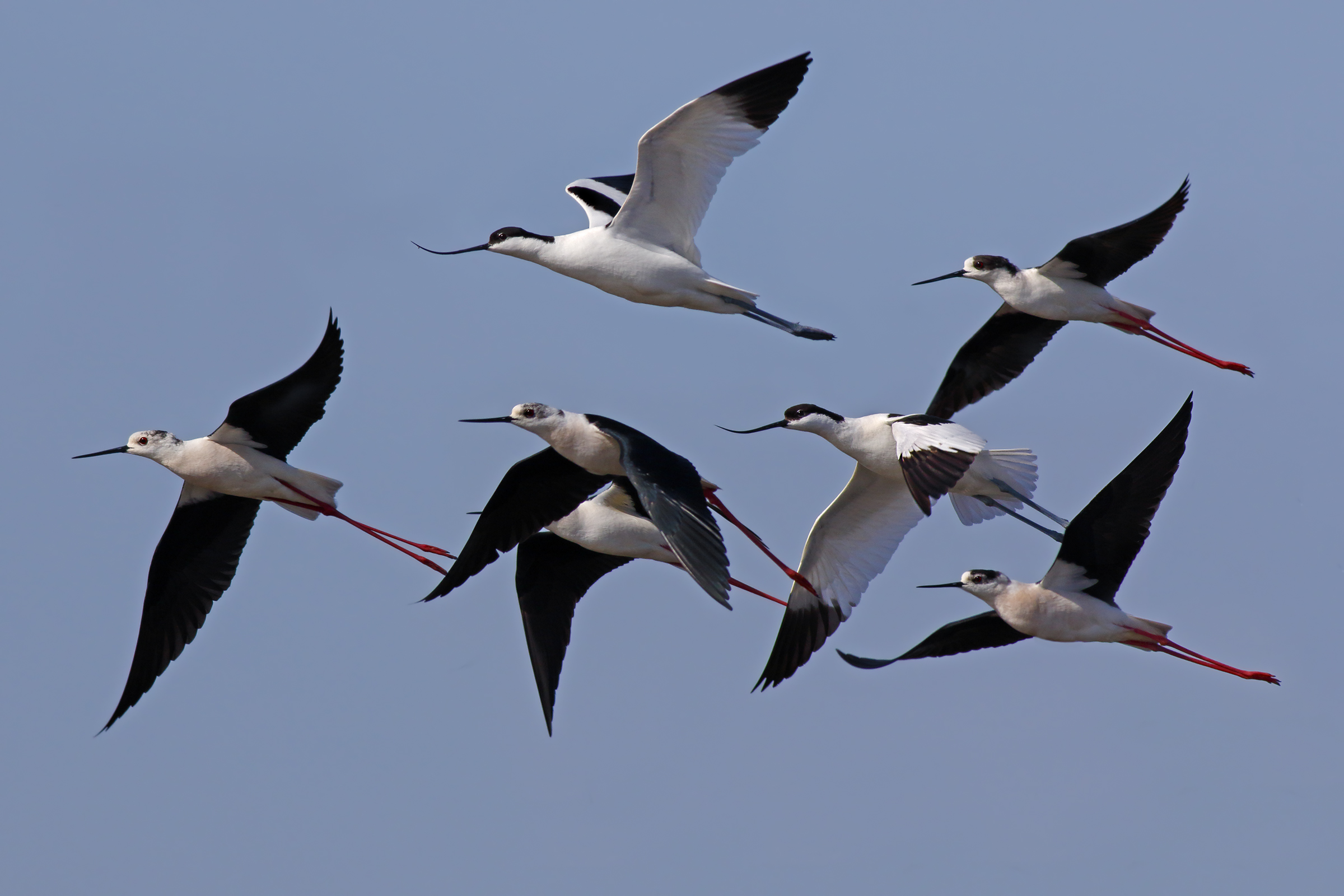 In flight - avocets and stilts Italy