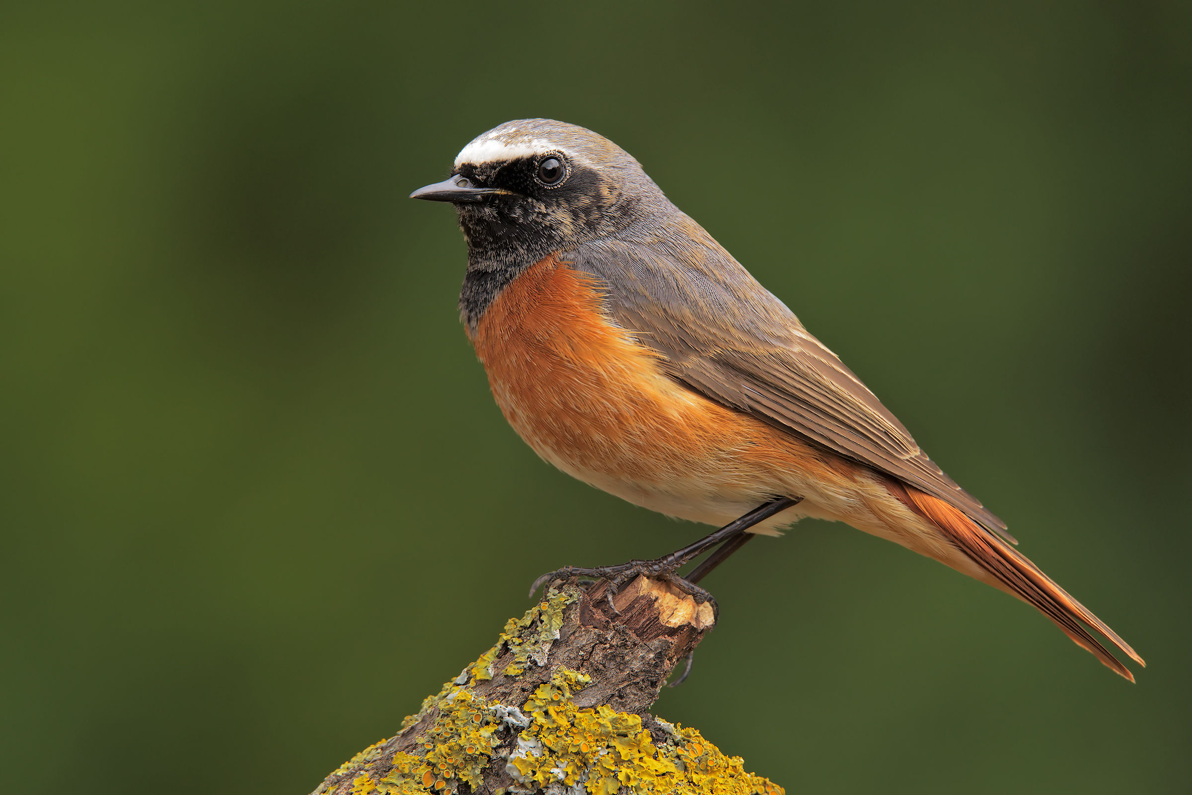 common Redstart