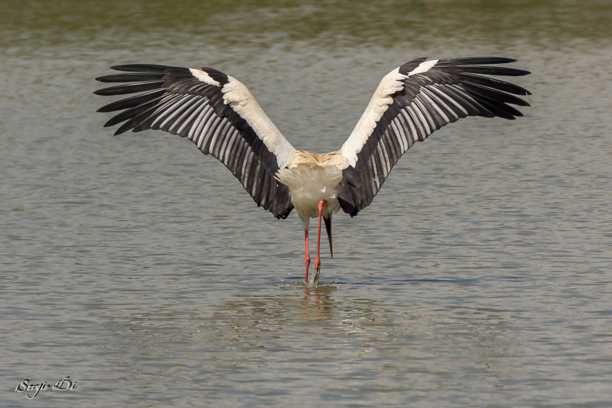 Stork