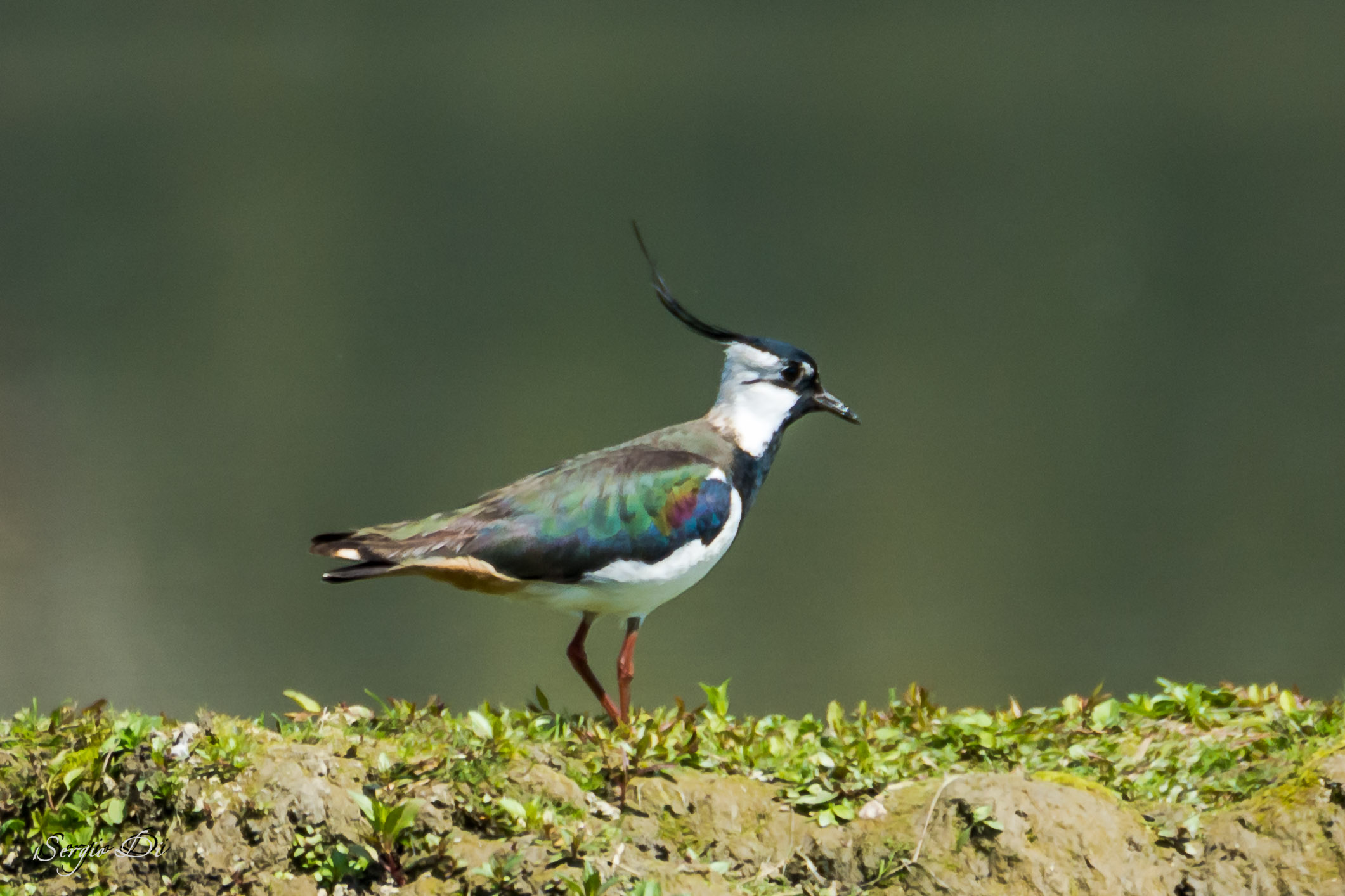 Lapwing