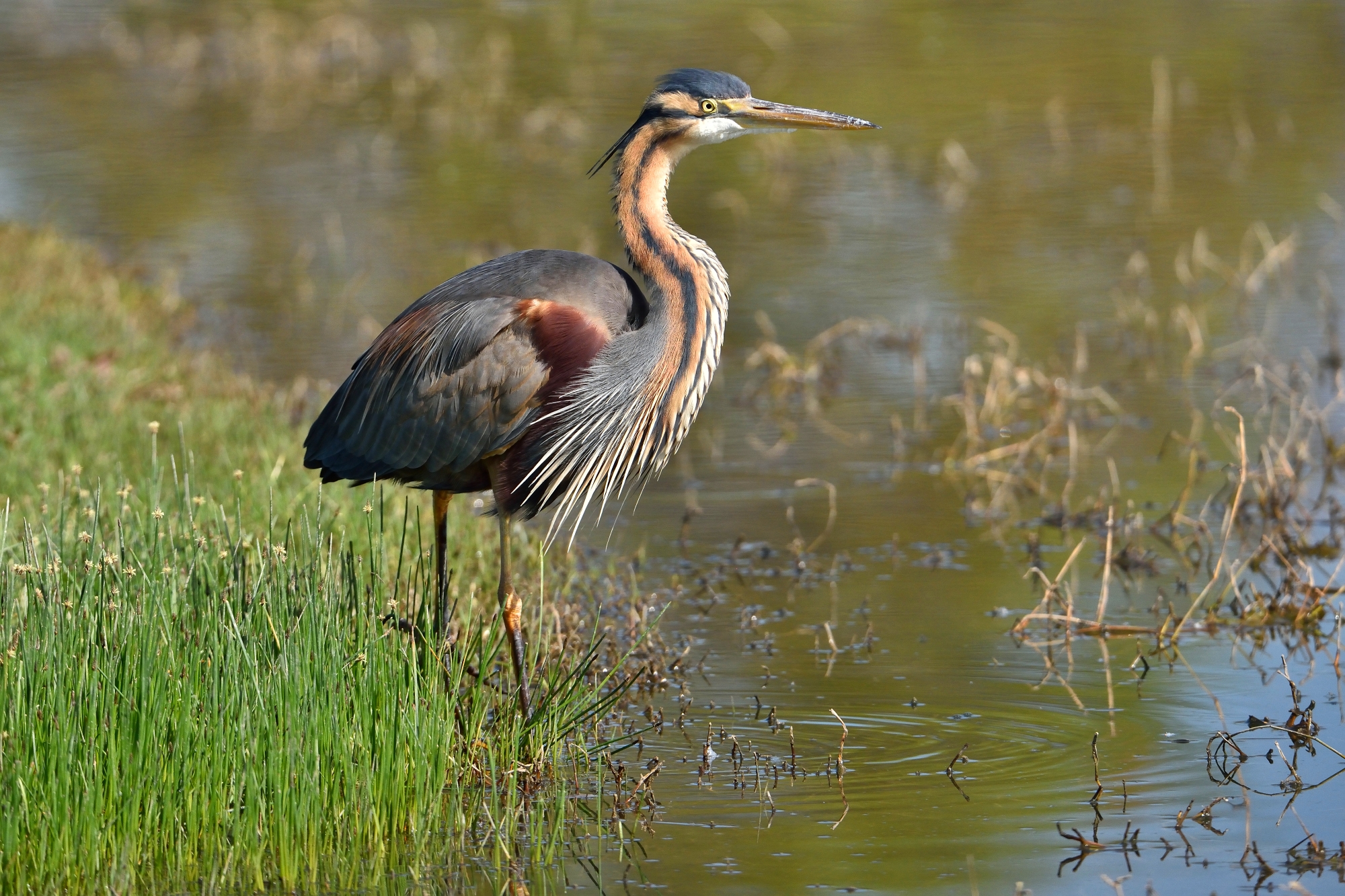 Purple Heron