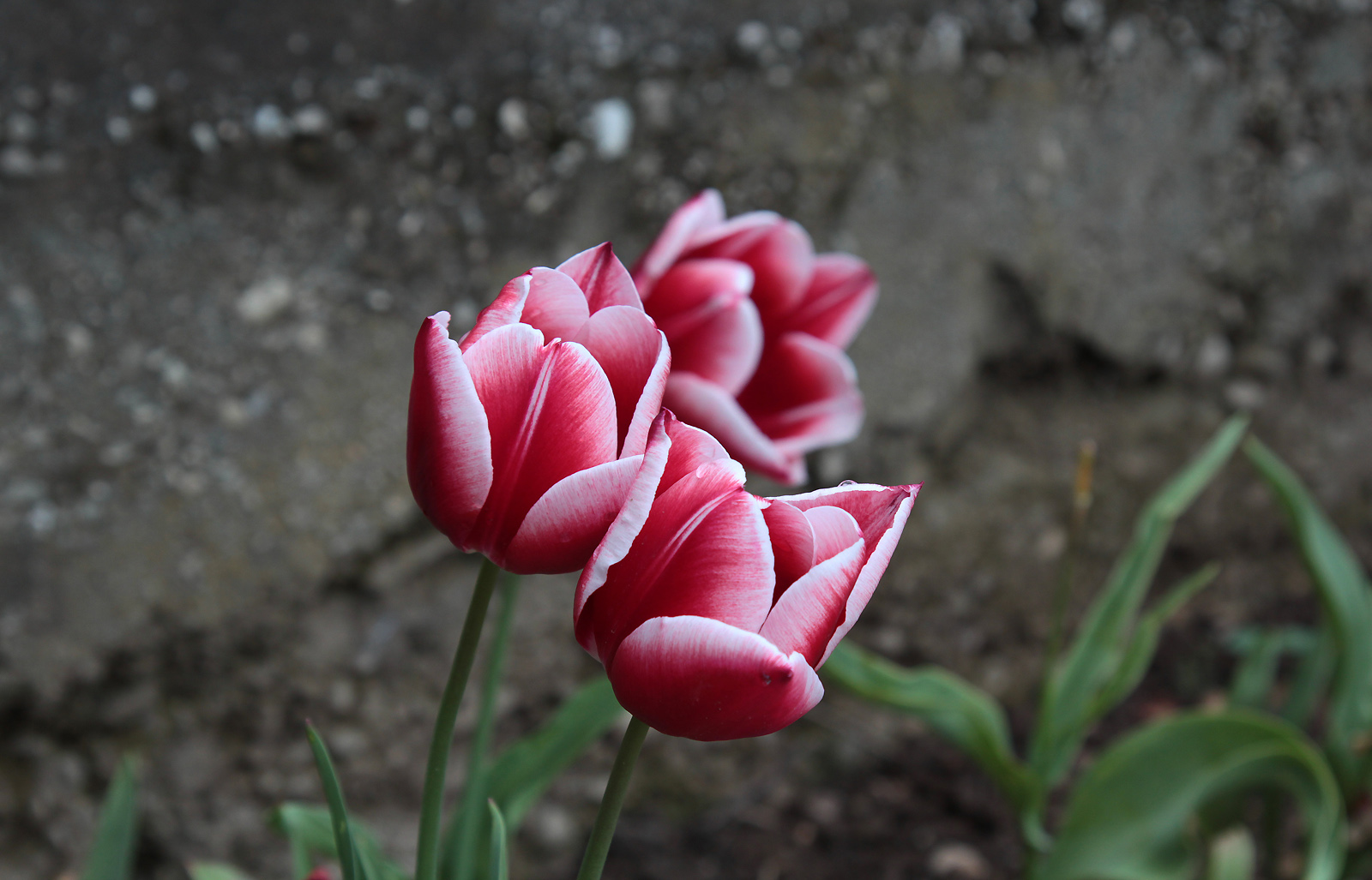 Tulipani