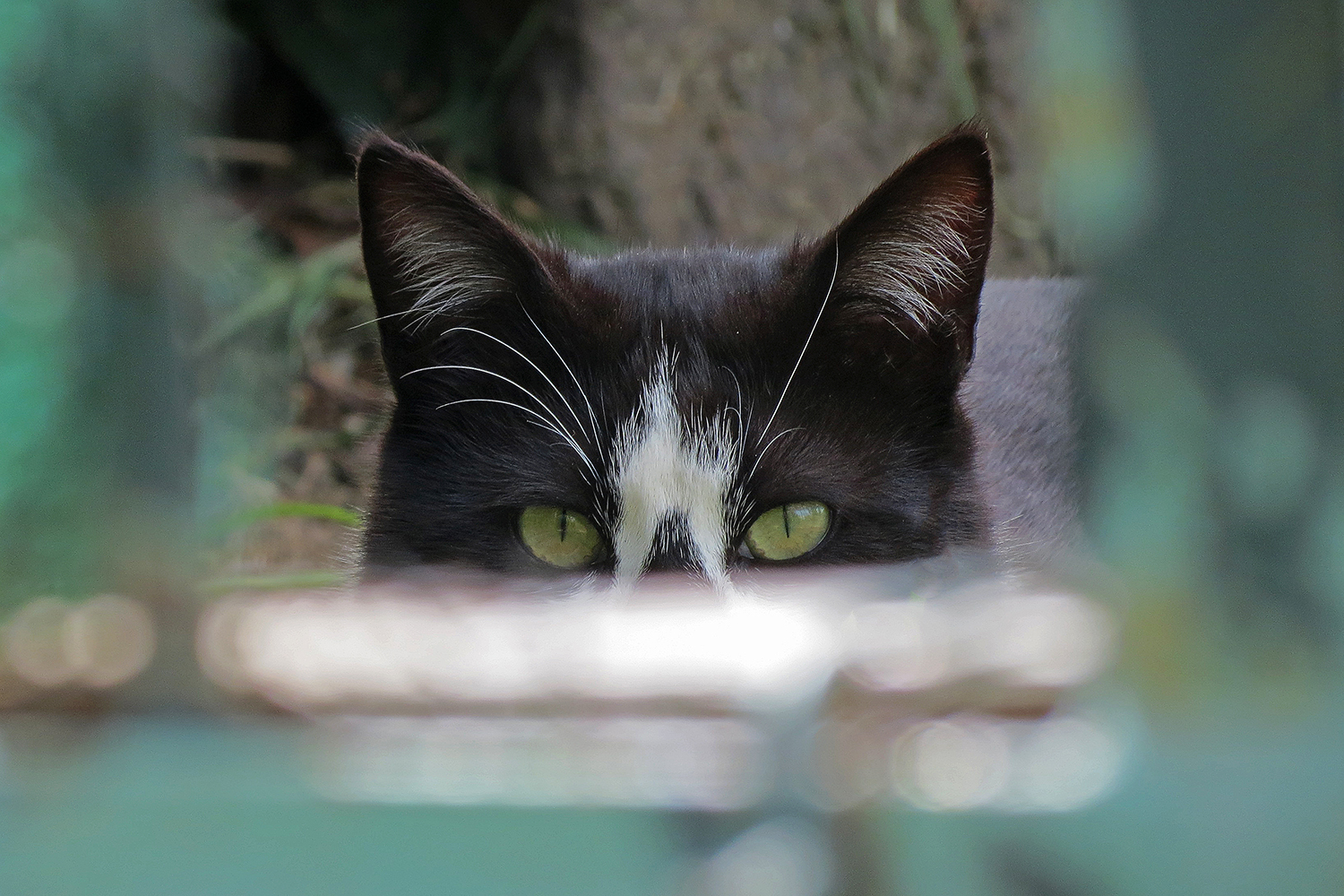 Two eyes looking at me