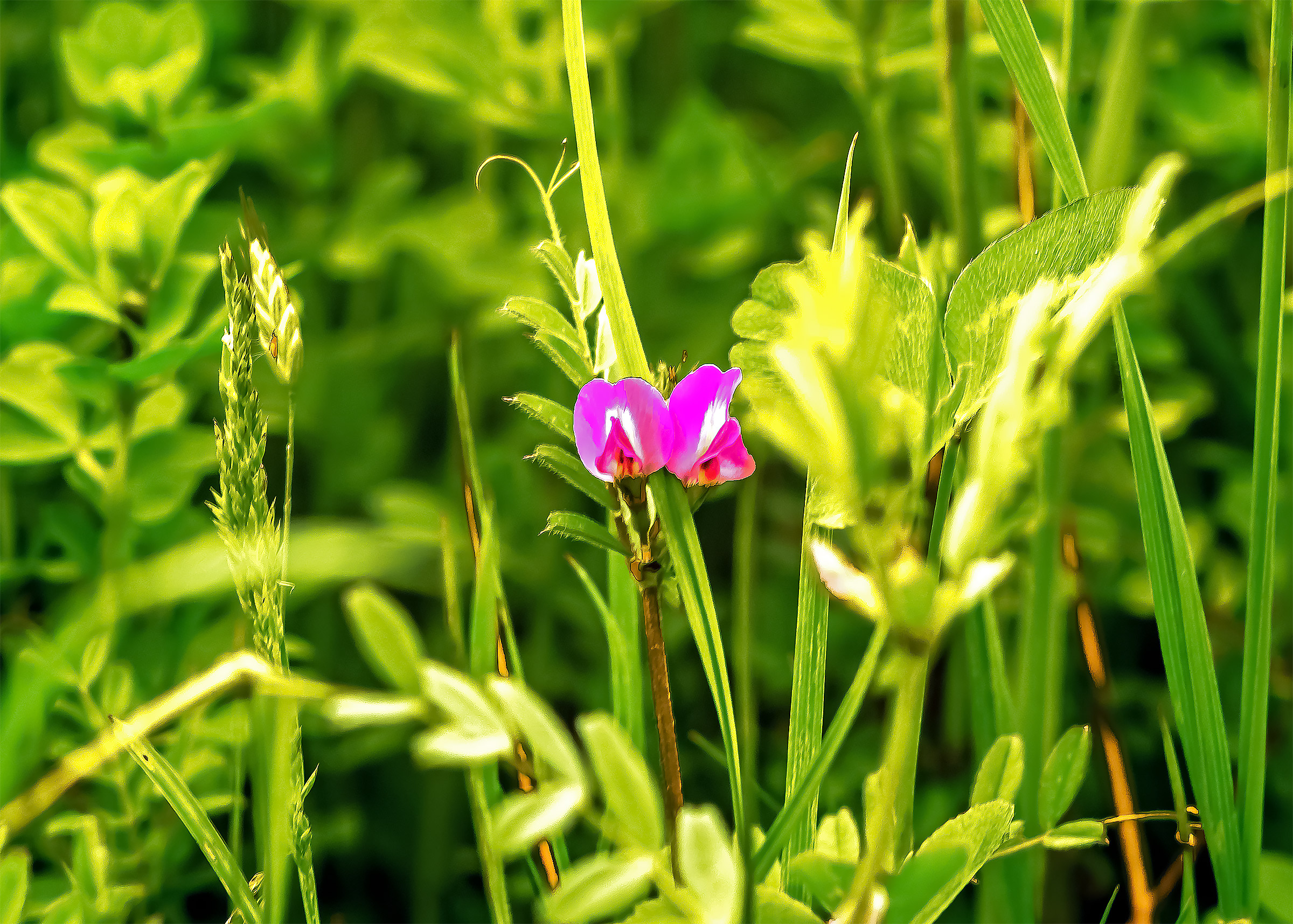 Fiori del Parco di Montevecchia