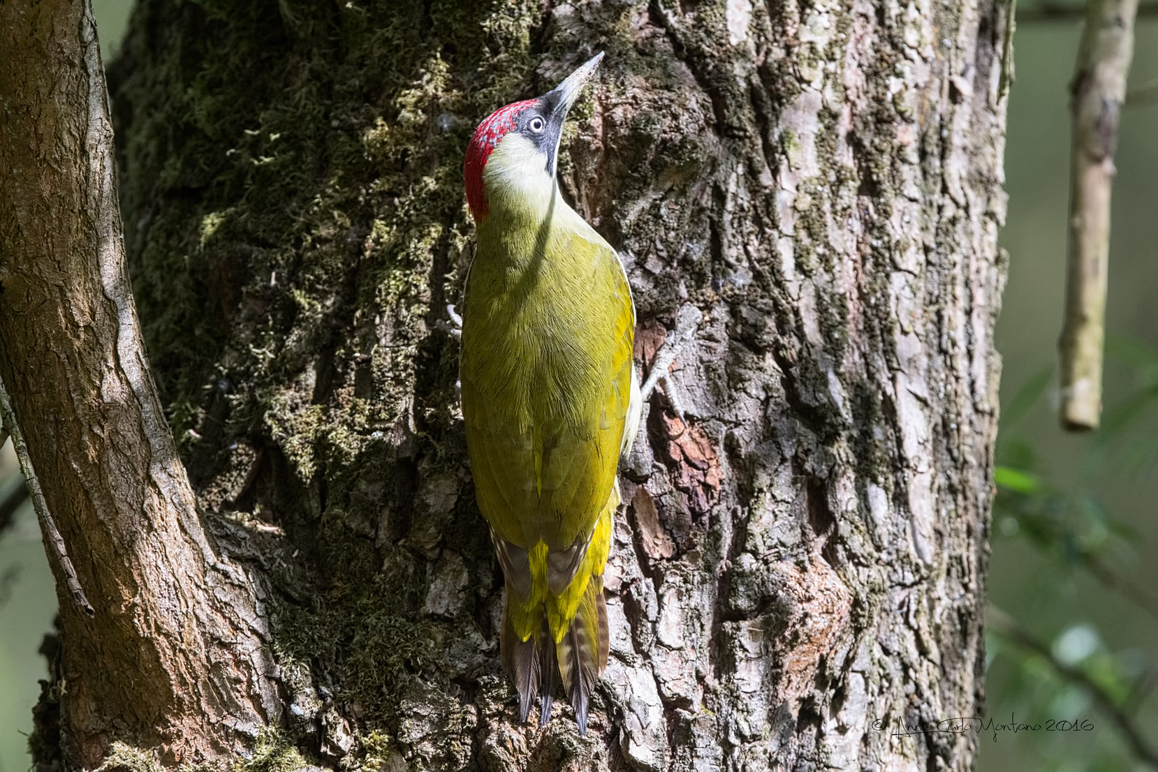 Green bit pikkio the beyond 'bunting