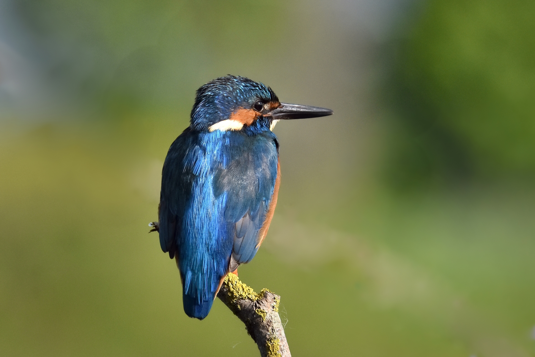 Kingfisher
