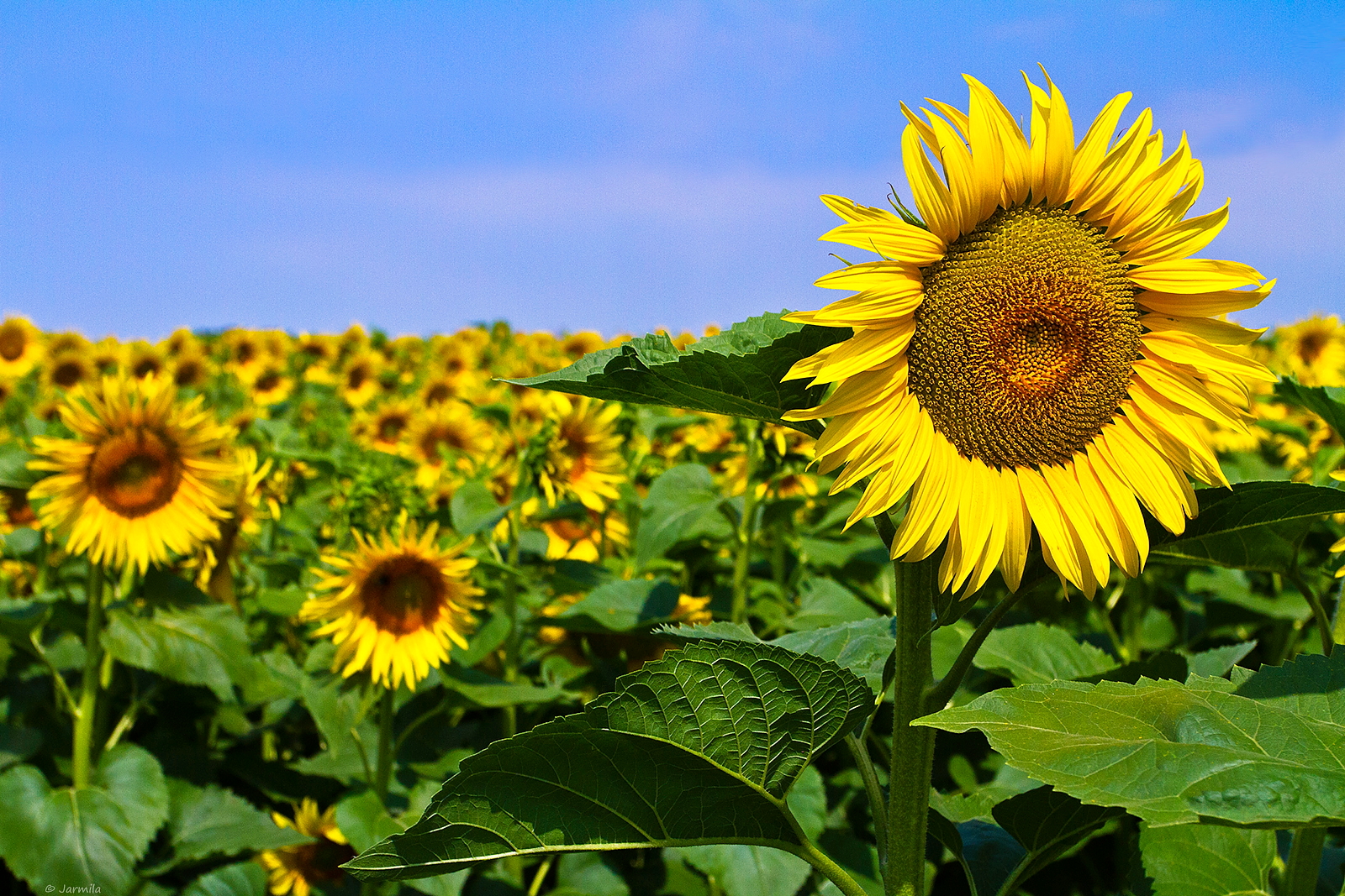 Buona estate e un sorriso solare a tutti !