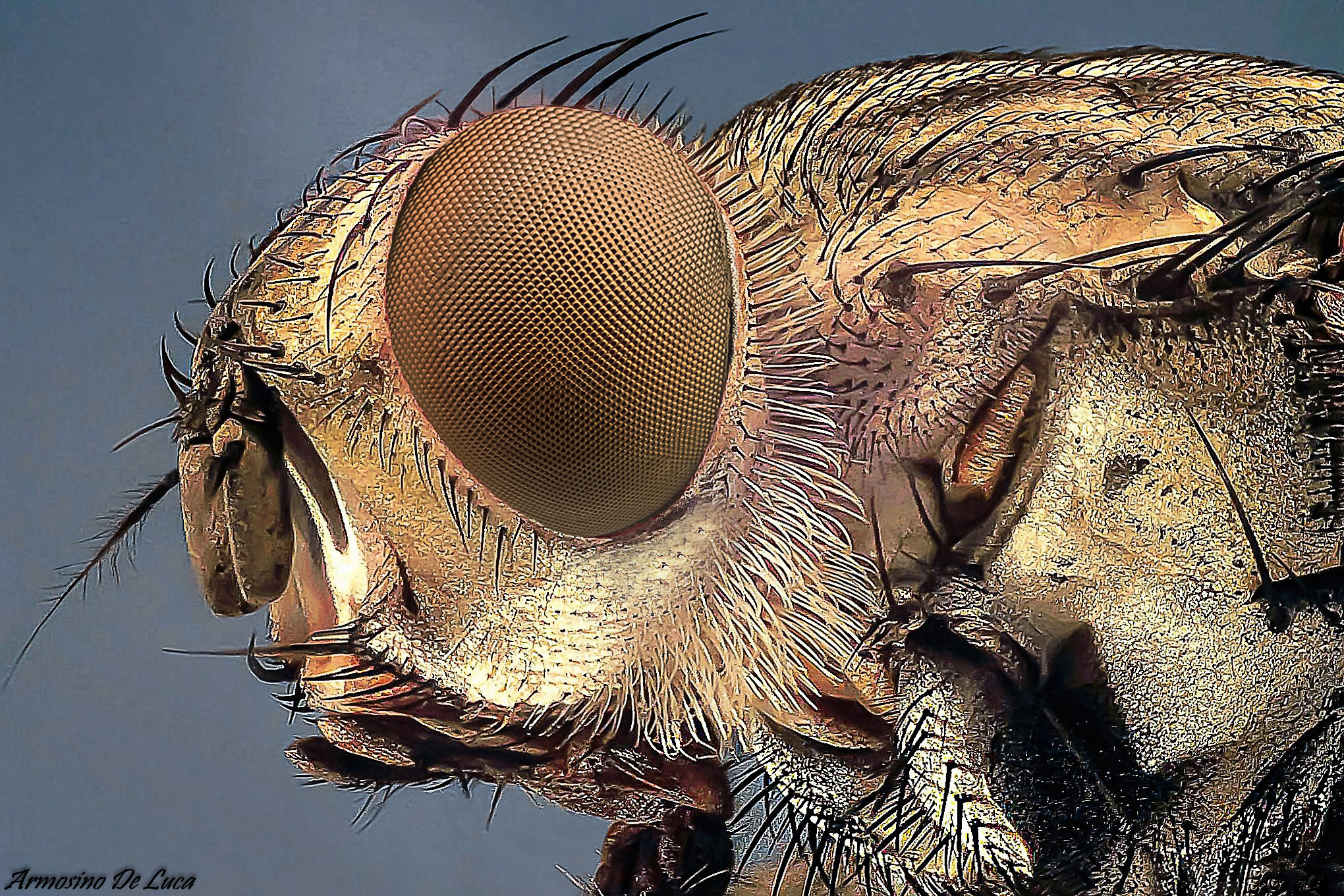 The steel mask (the fly)