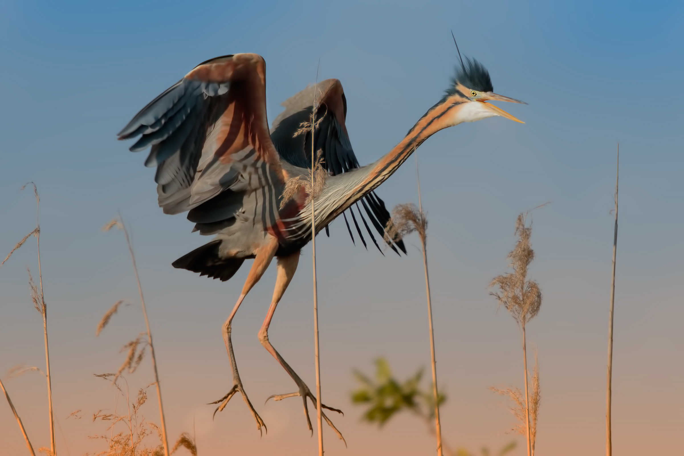 Purple Heron (Ardea purpurea)