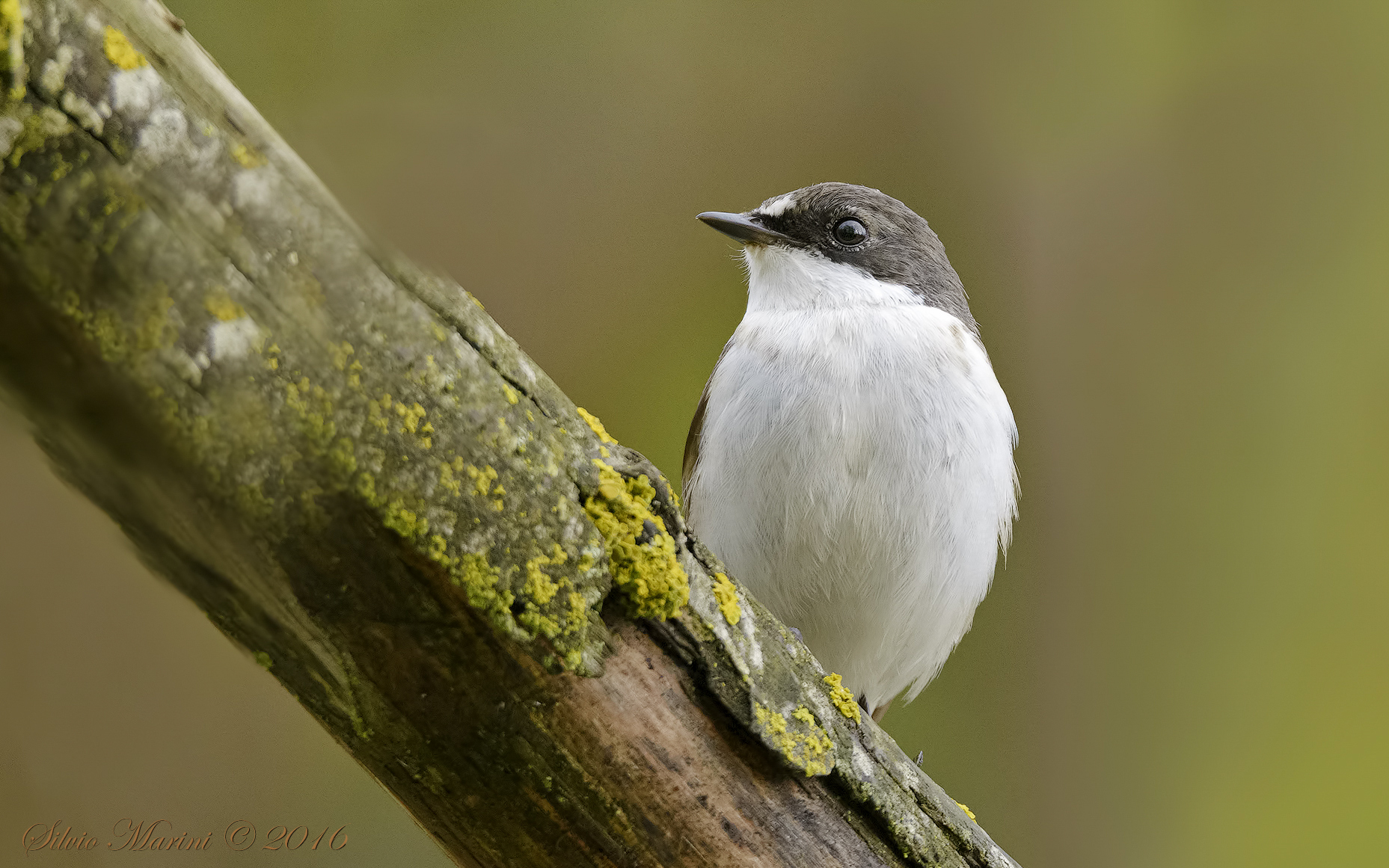 Balia nera (Ficedula hypoleuca)