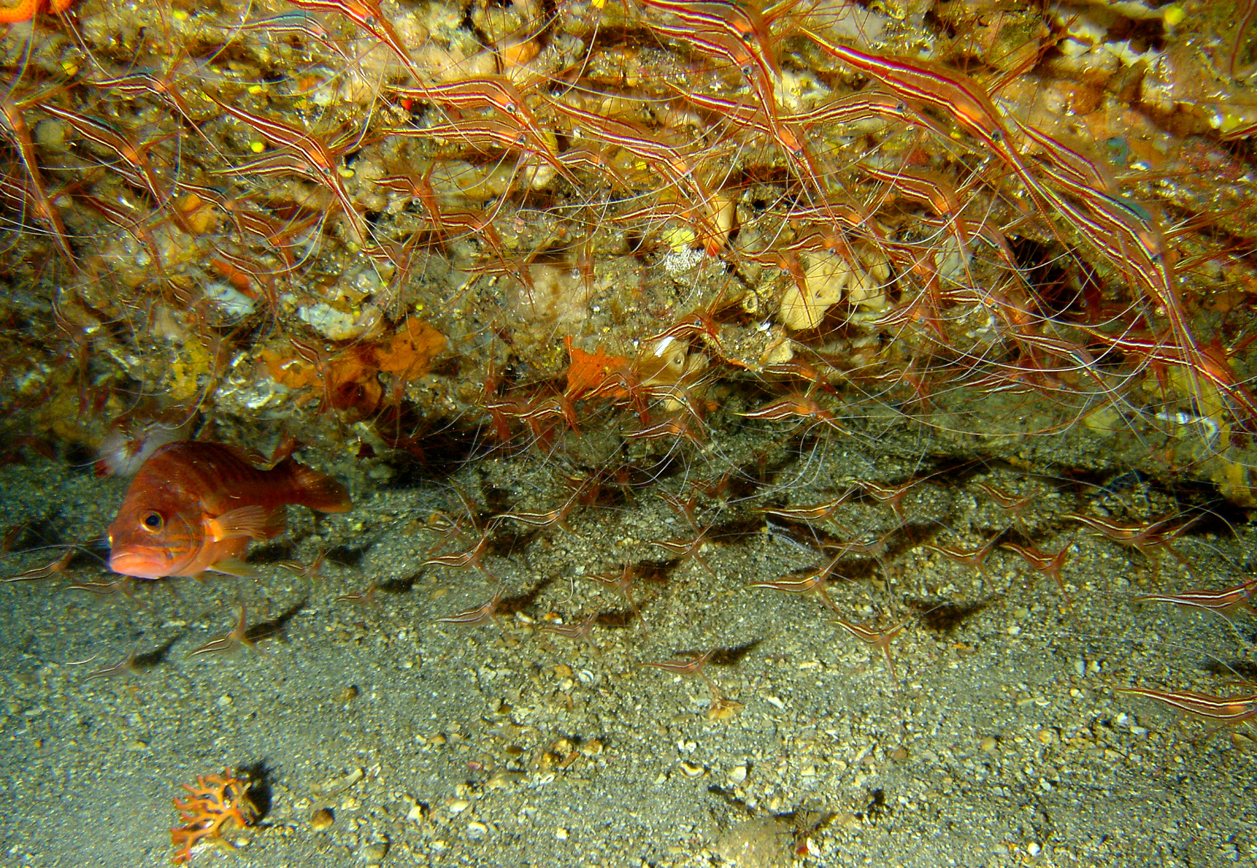 Perch chasing shrimp