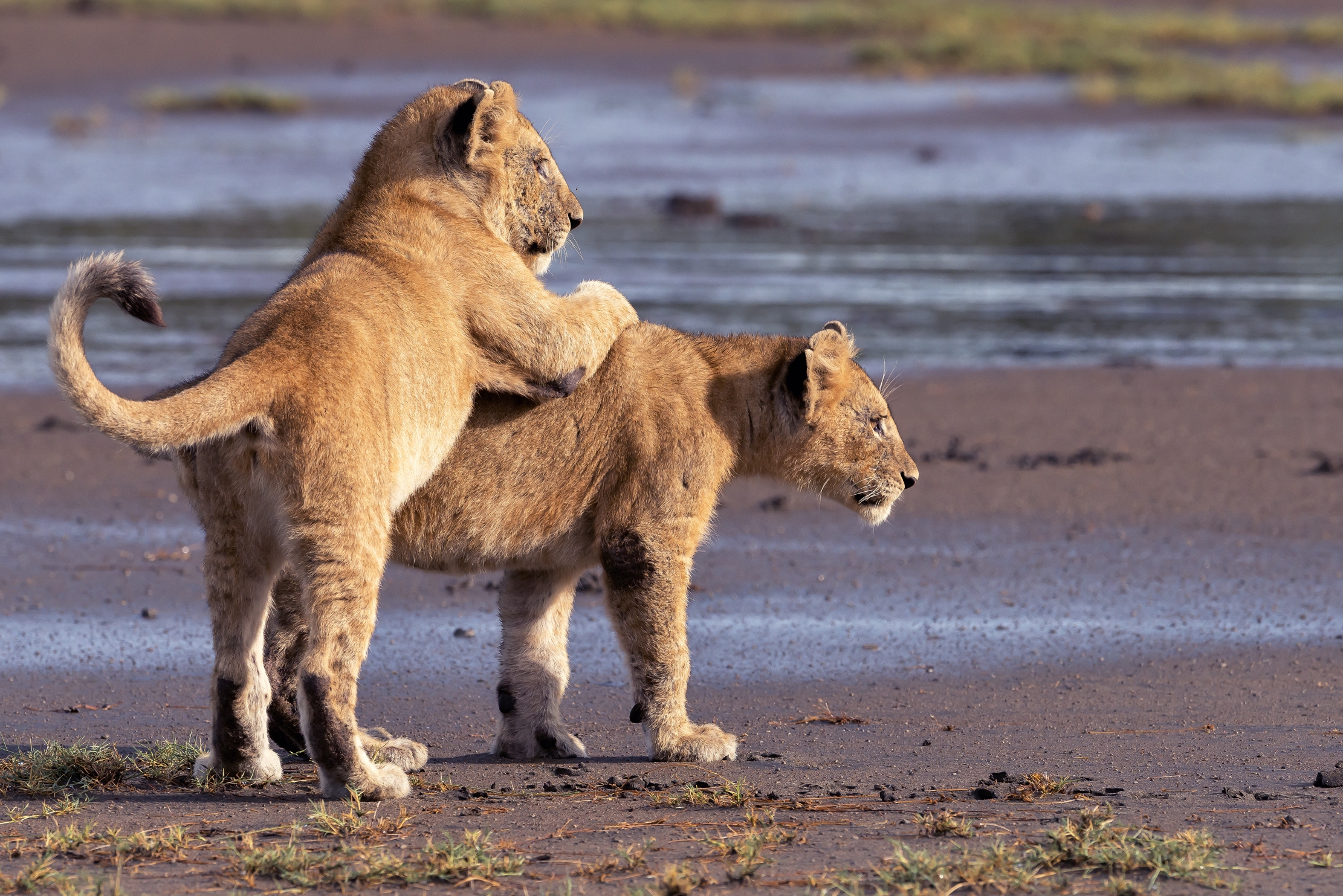 Tanzania 2016 - Fratellini