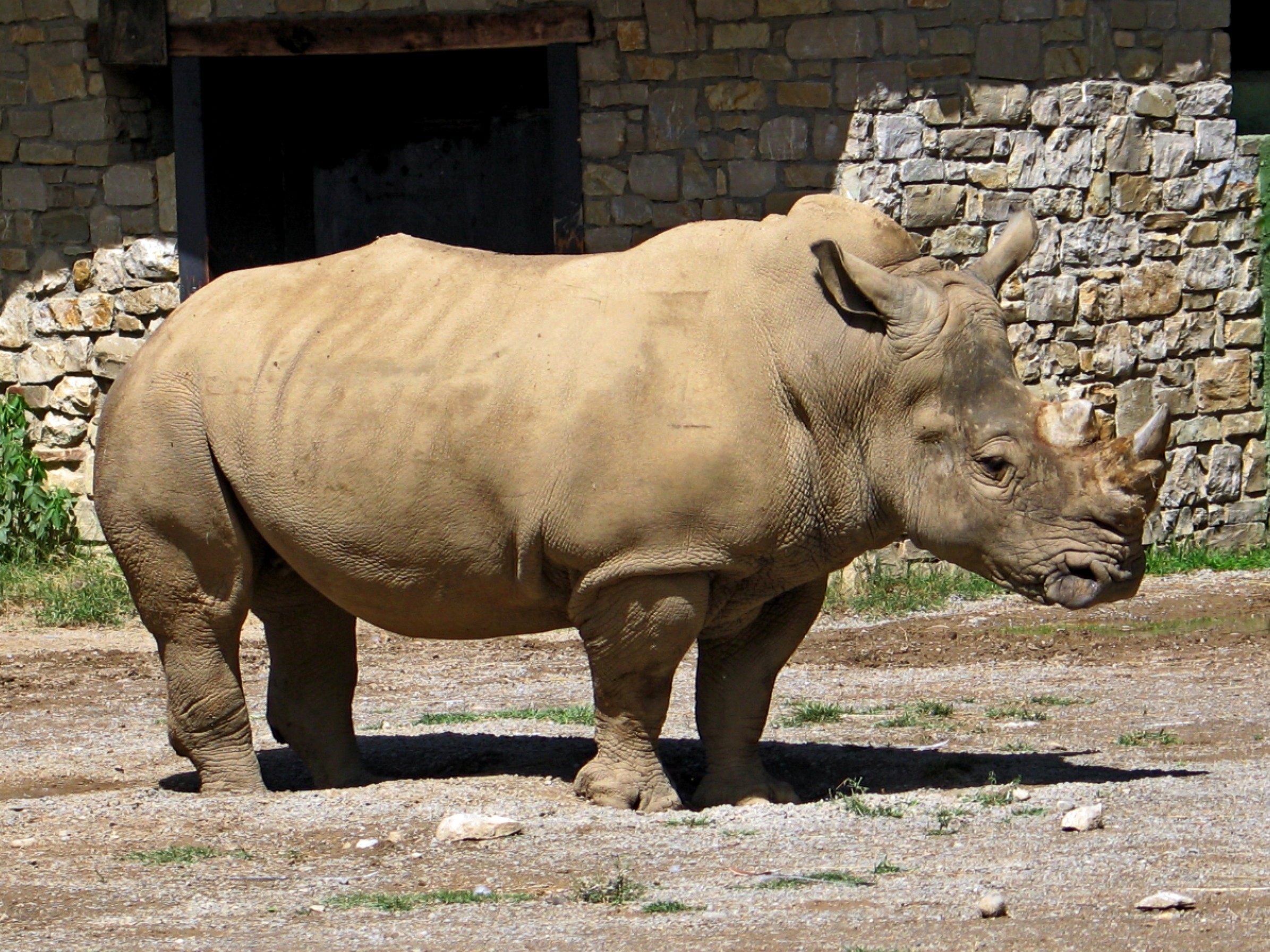 Rhino at the wildlife park Le Cornelle