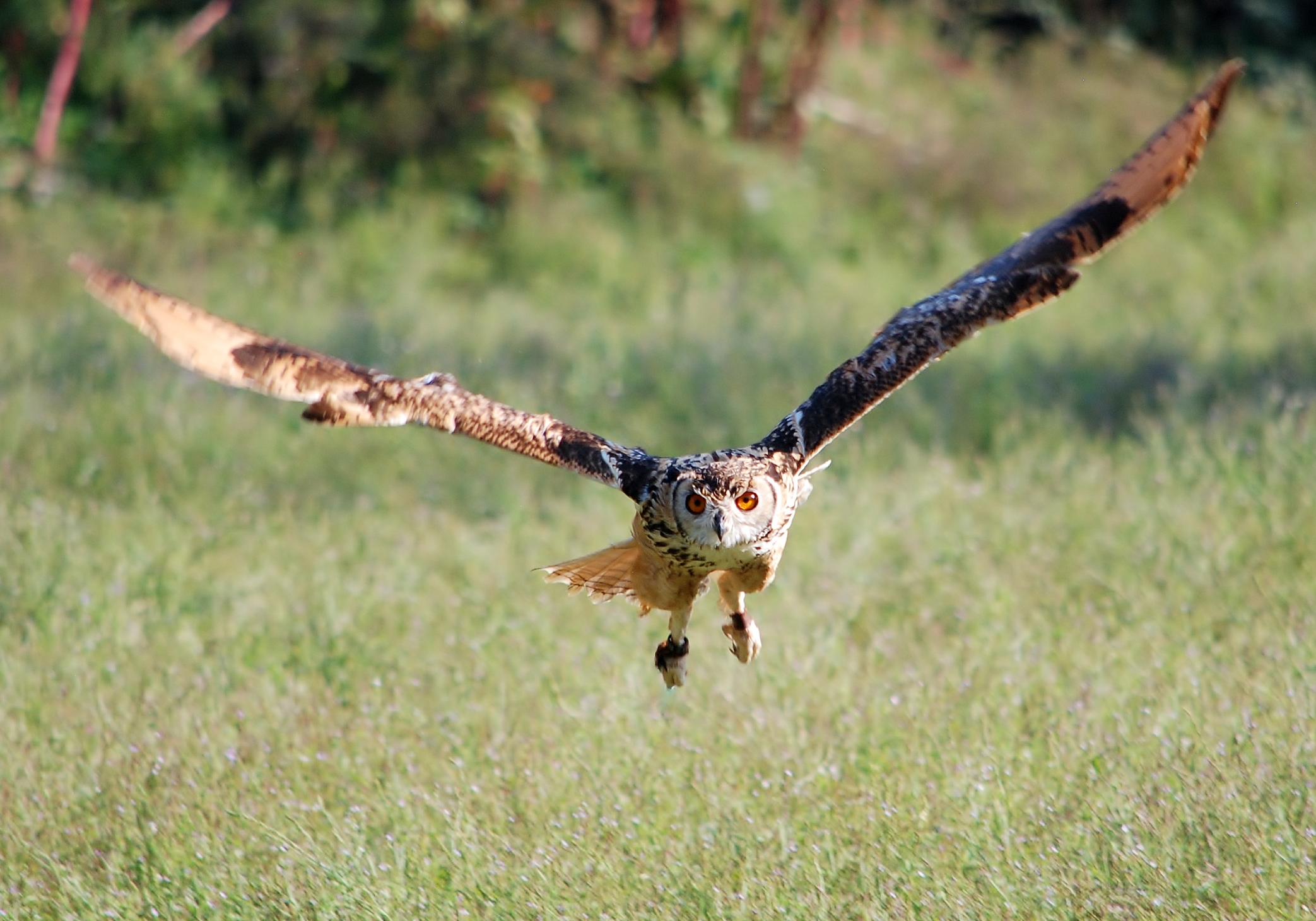 Raptor in flight