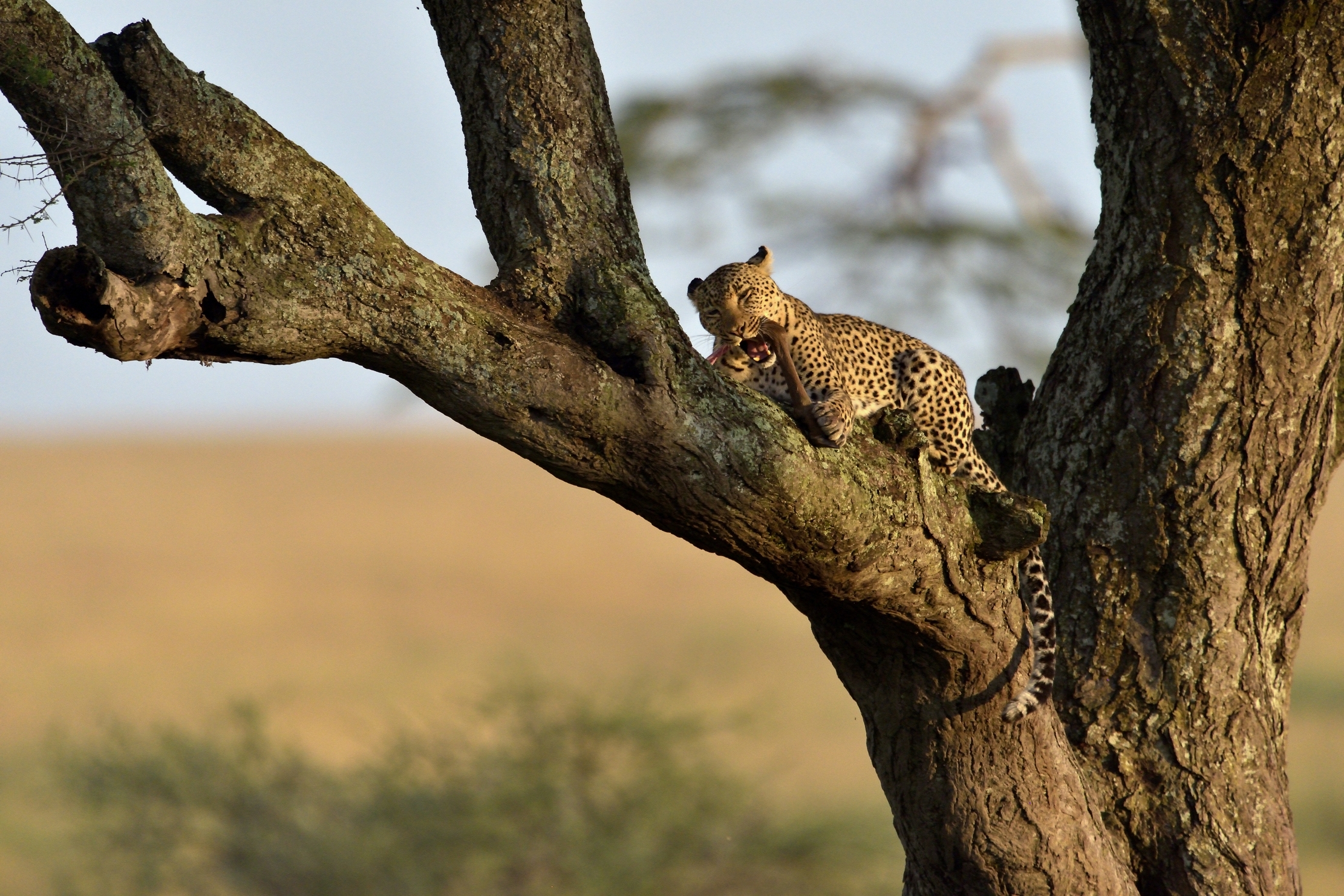 Tanzania 2016 - All'alba