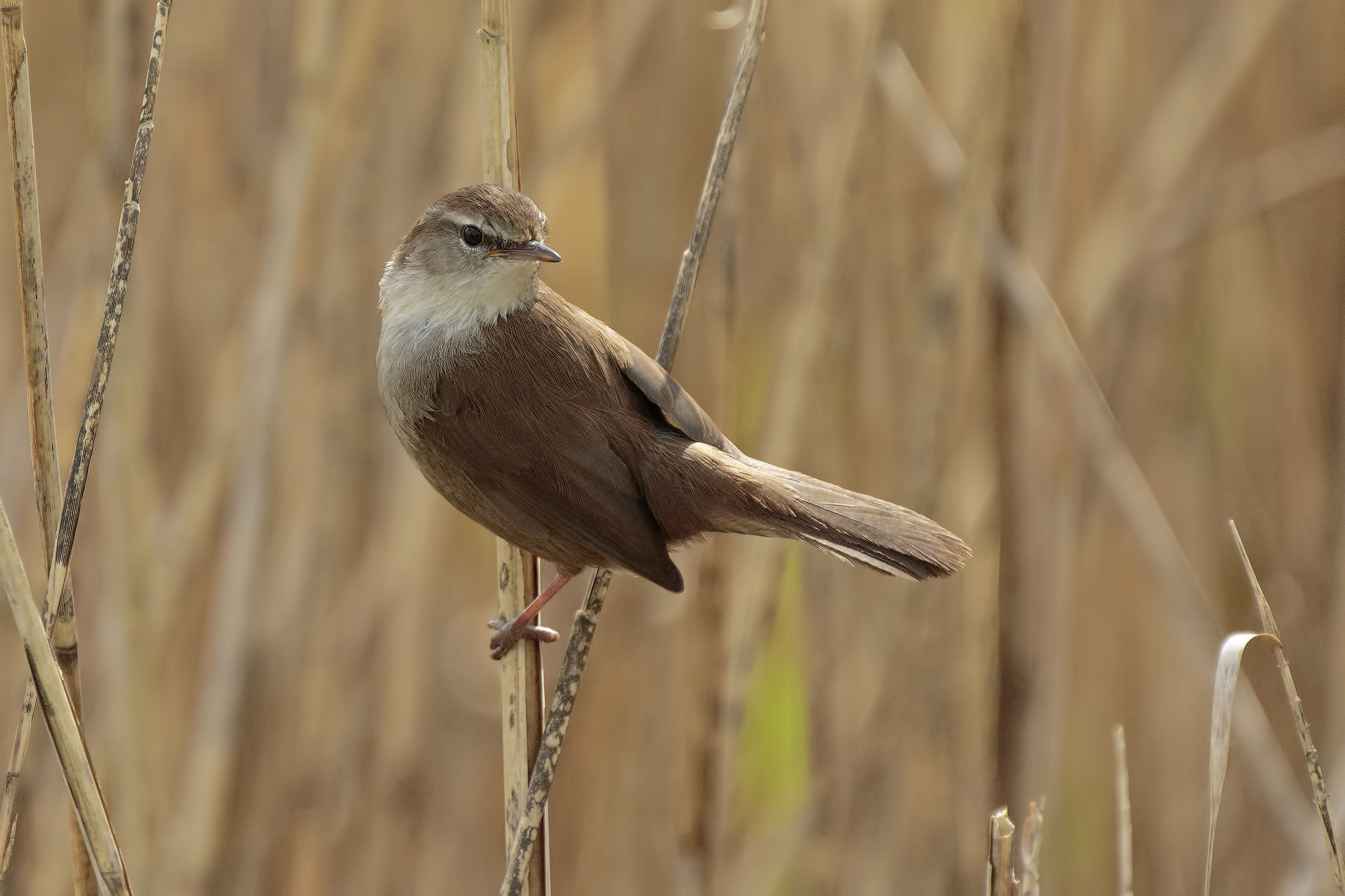 Cetti's Warbler