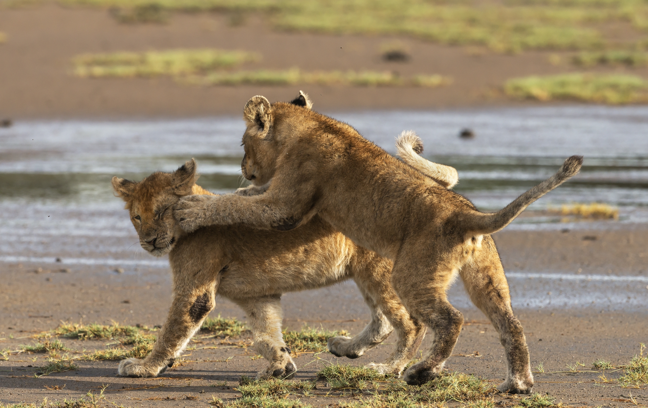 Tanzania 2016 - Fratellini