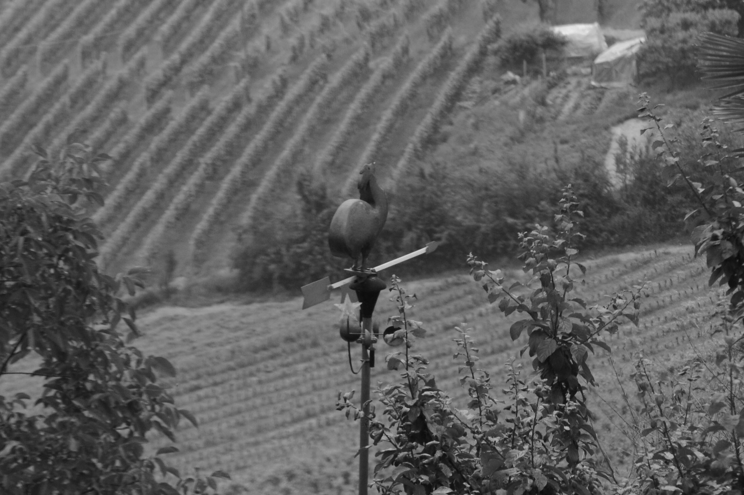 Marathon picture of the Langhe