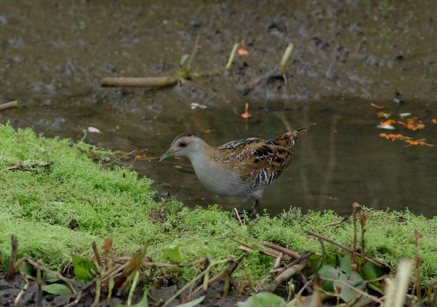 Baillon's Crake