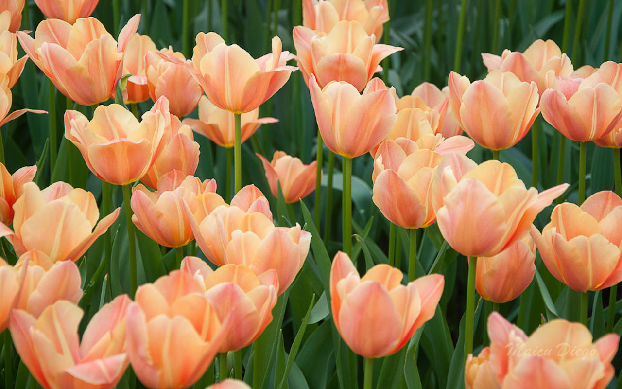 Tulips