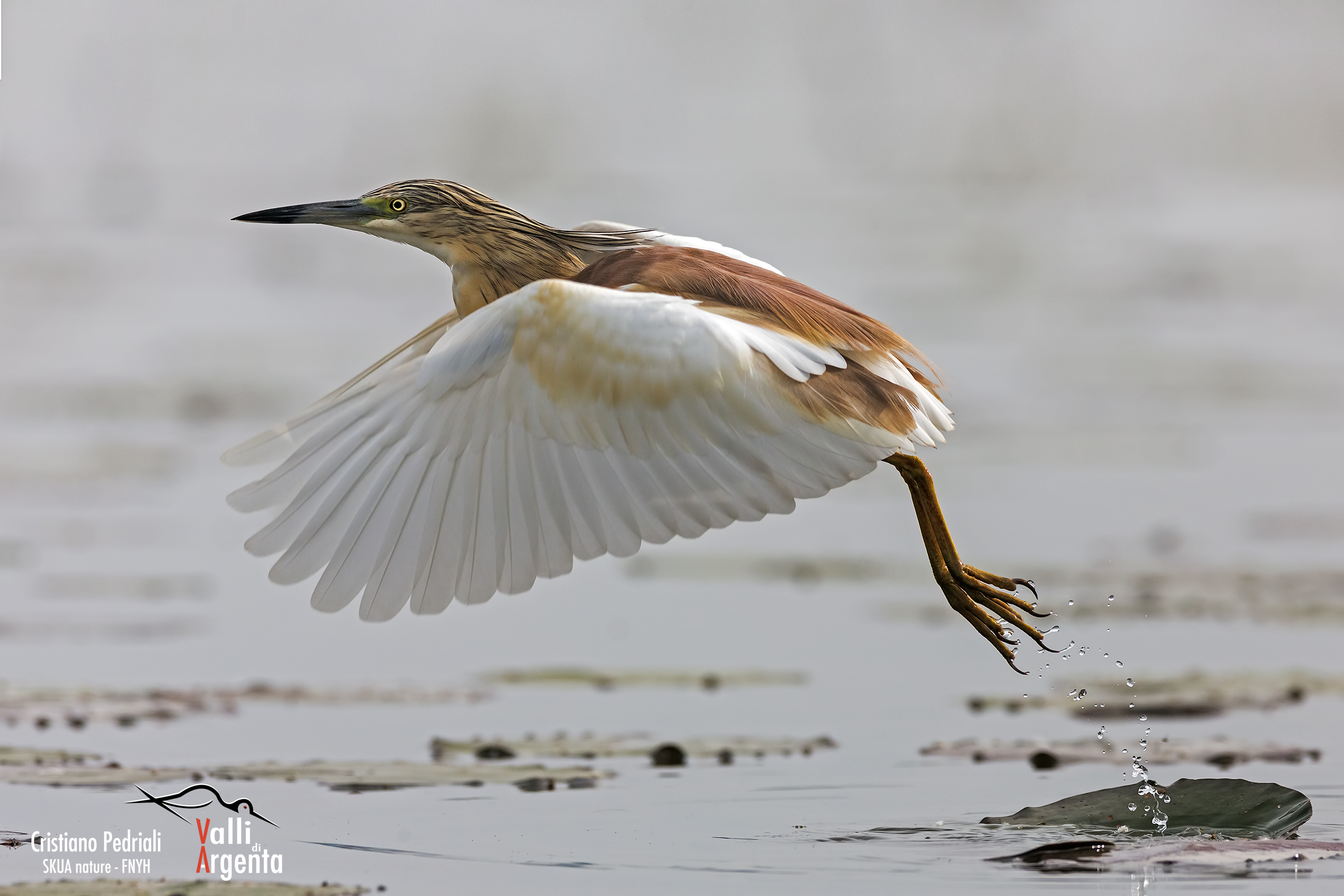 Squacco ... the detachment