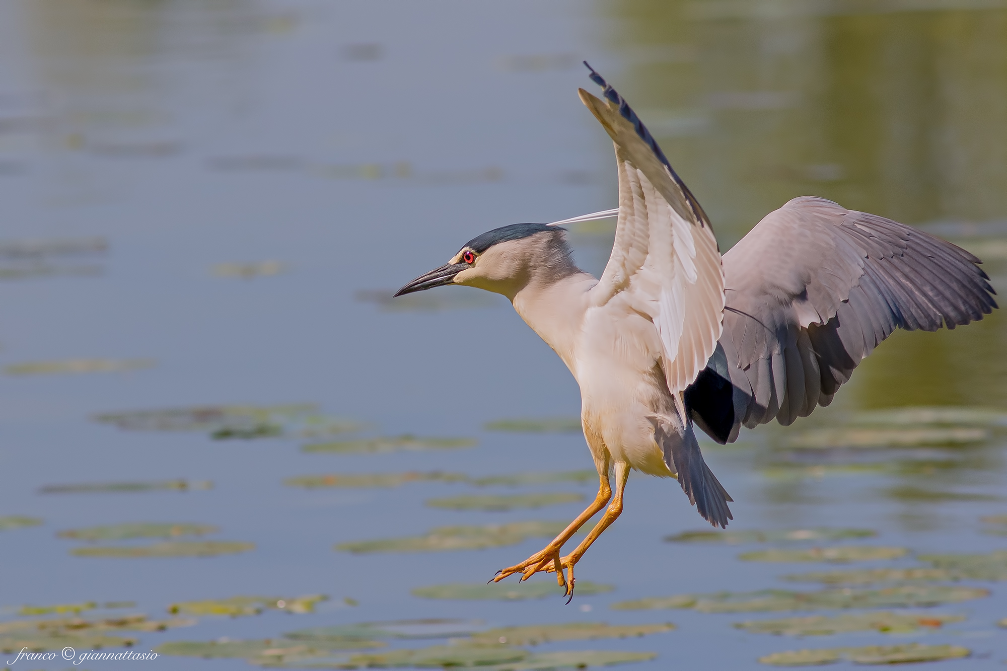 Night Heron in flight.
