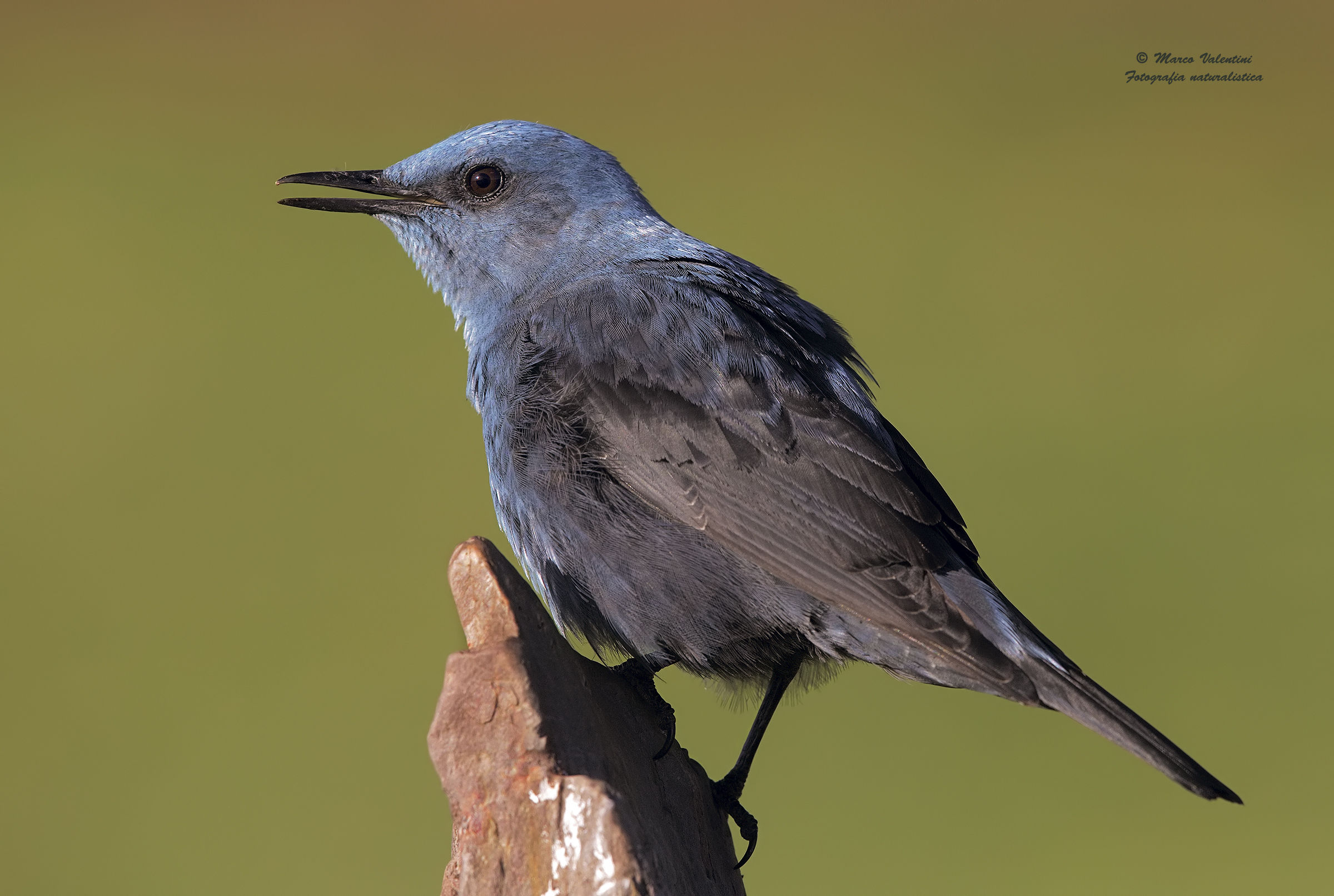 Passero solitario piuma a piuma