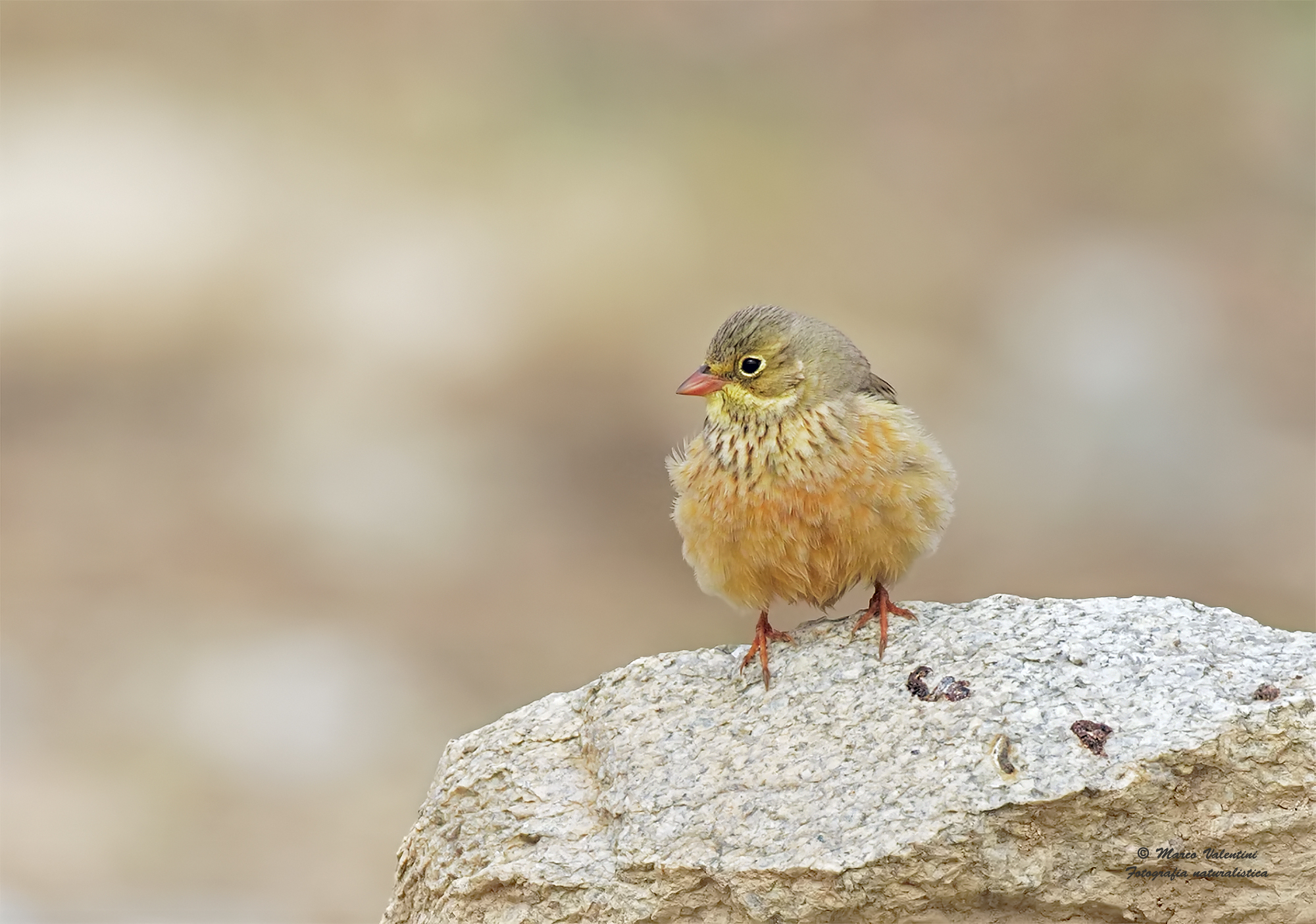 Ortolano necked