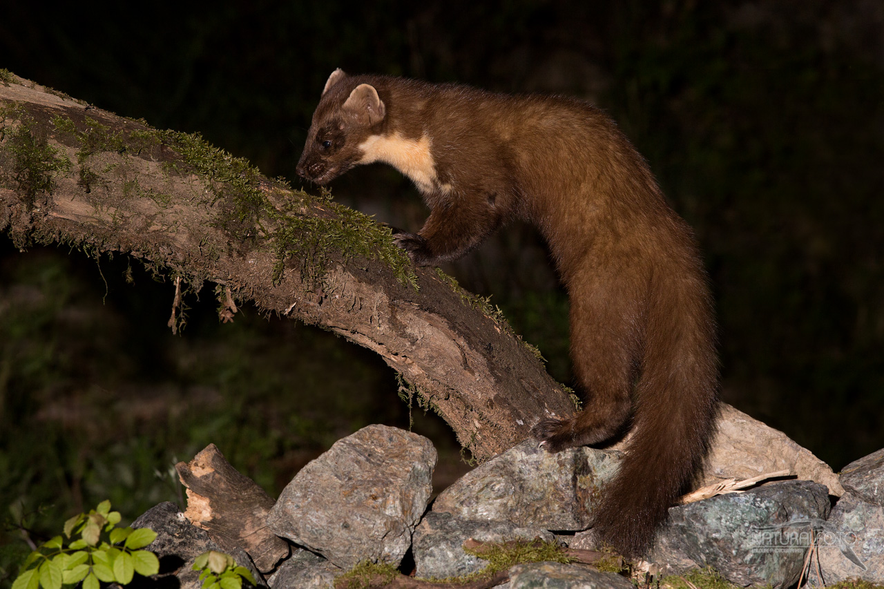 Martora - no trappola IR o altro-