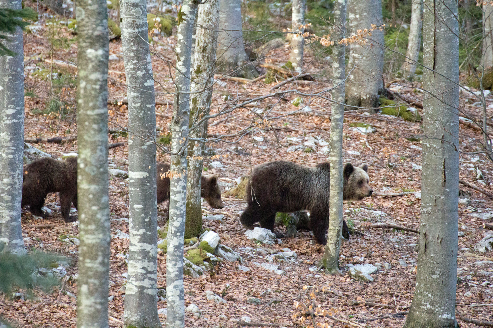 In difesa della prole.