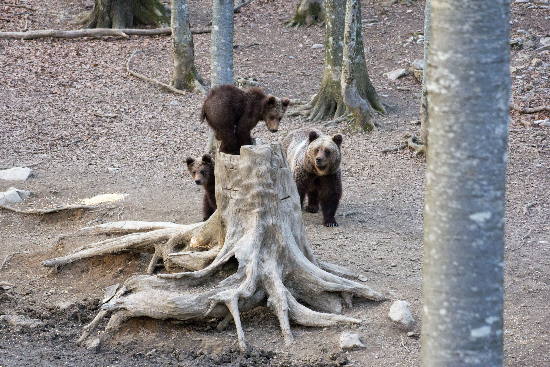 In difesa della prole.