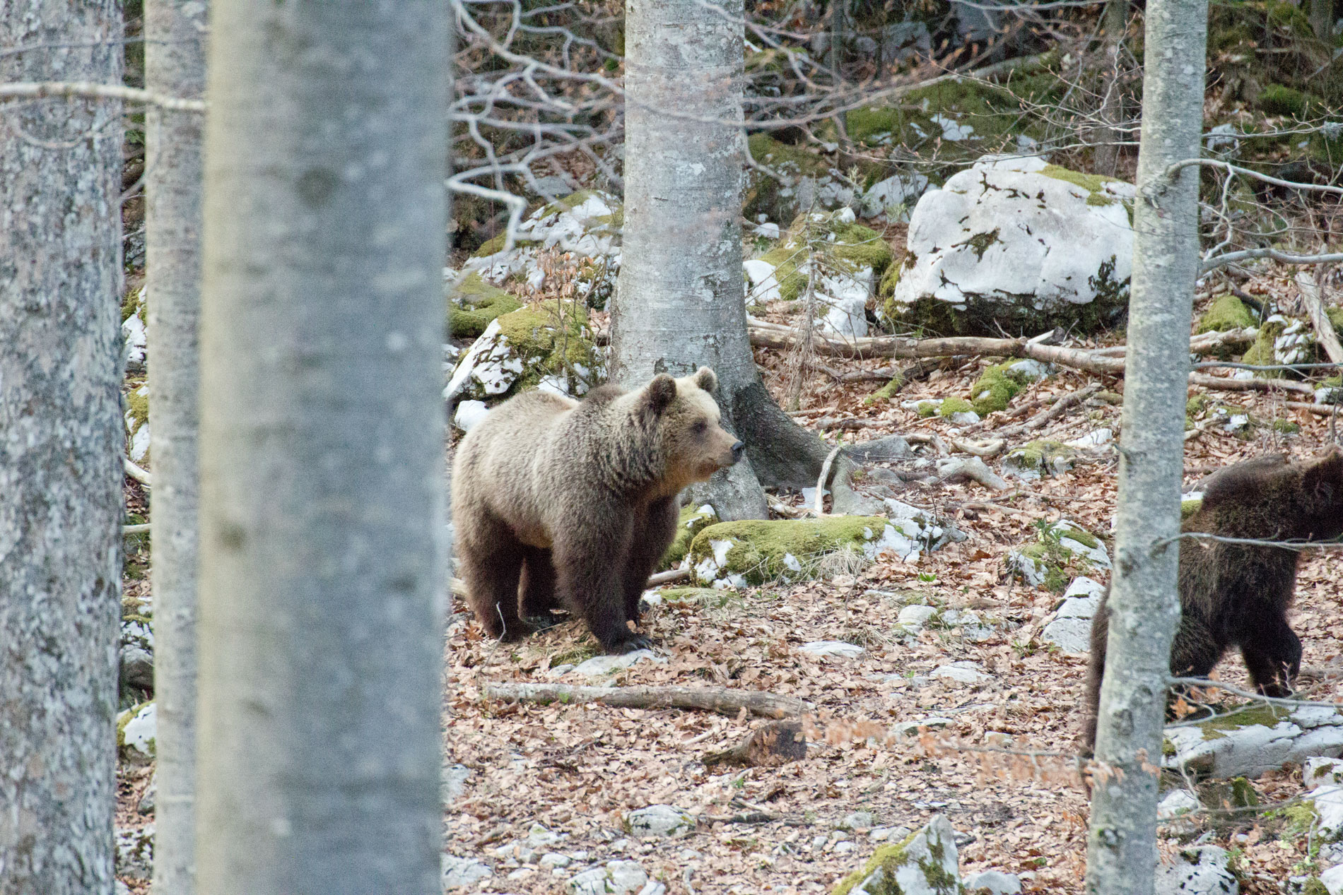 In difesa della prole.