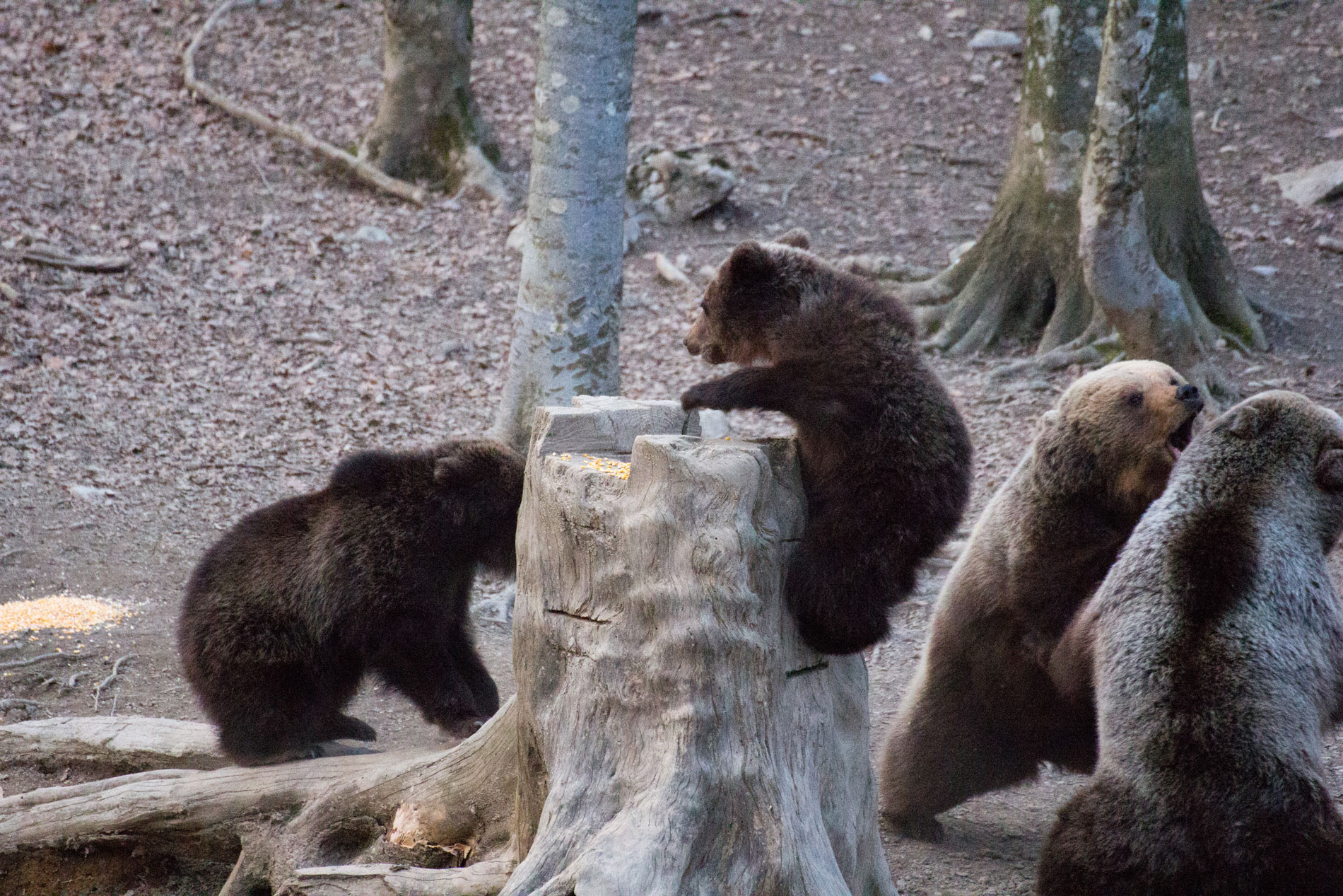 In difesa della prole.