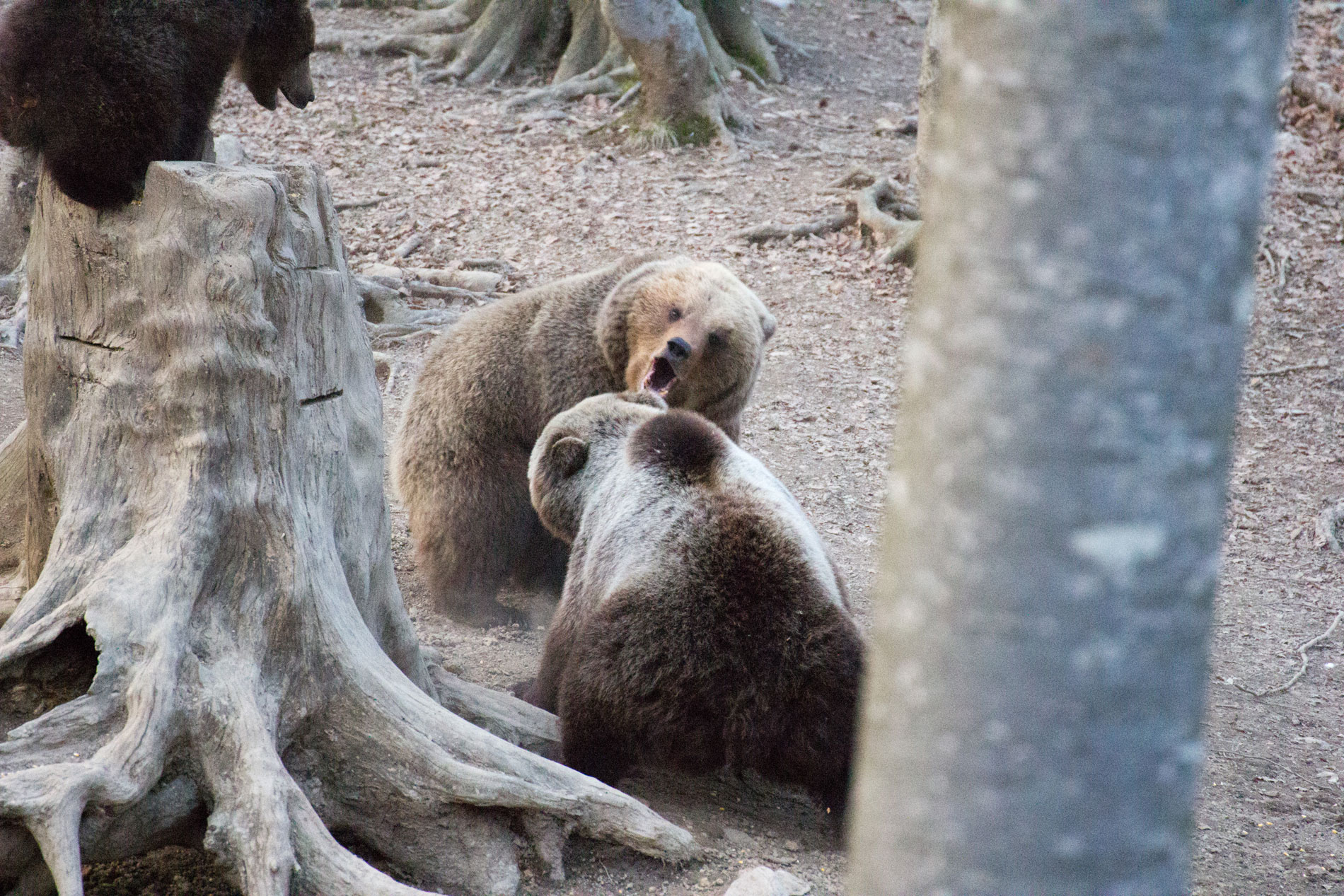In difesa della prole.