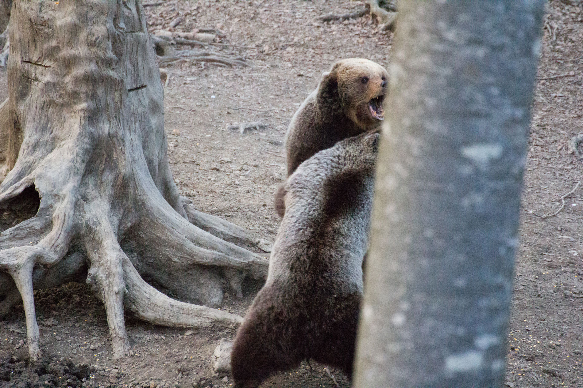 In difesa della prole.