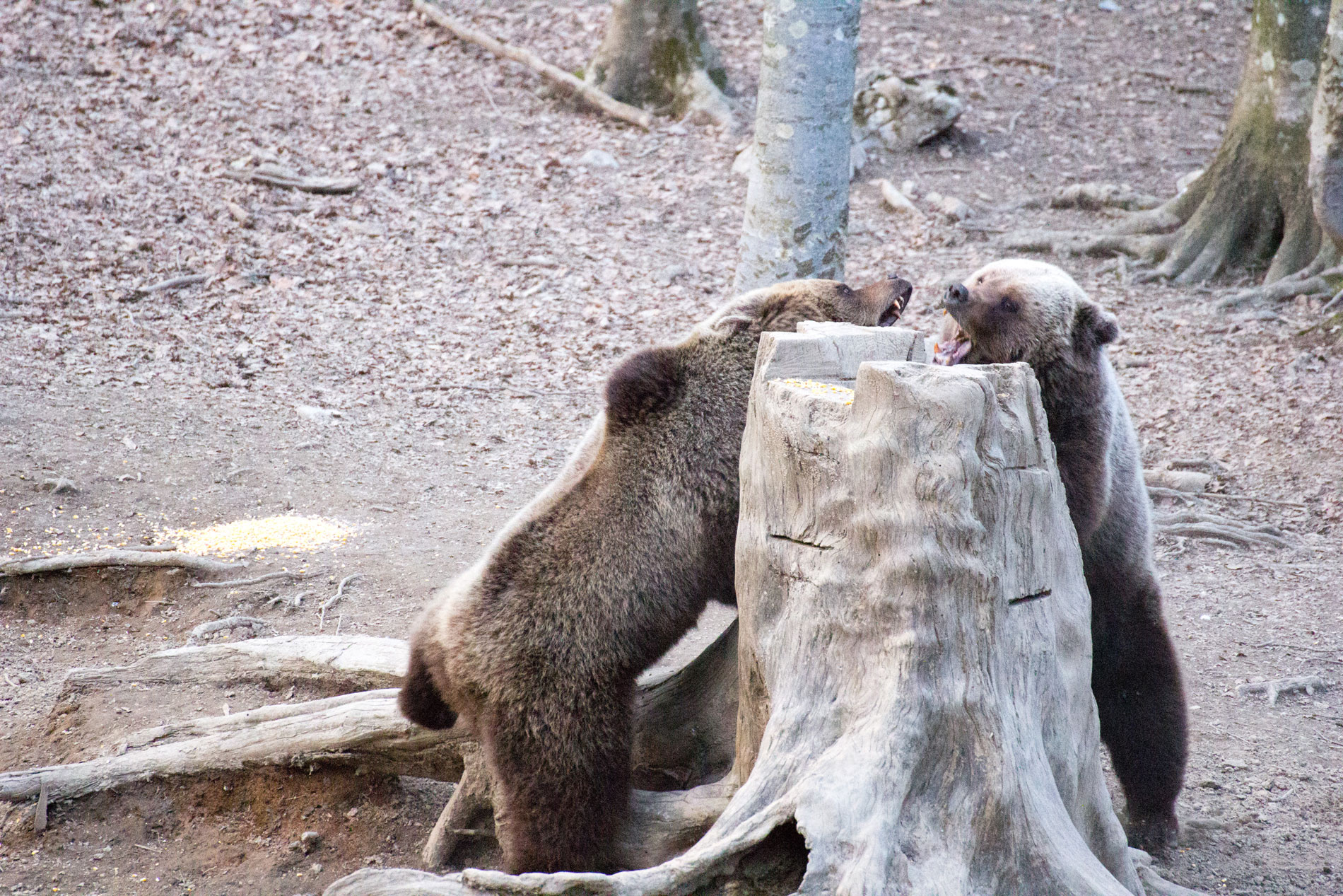 In difesa della prole.