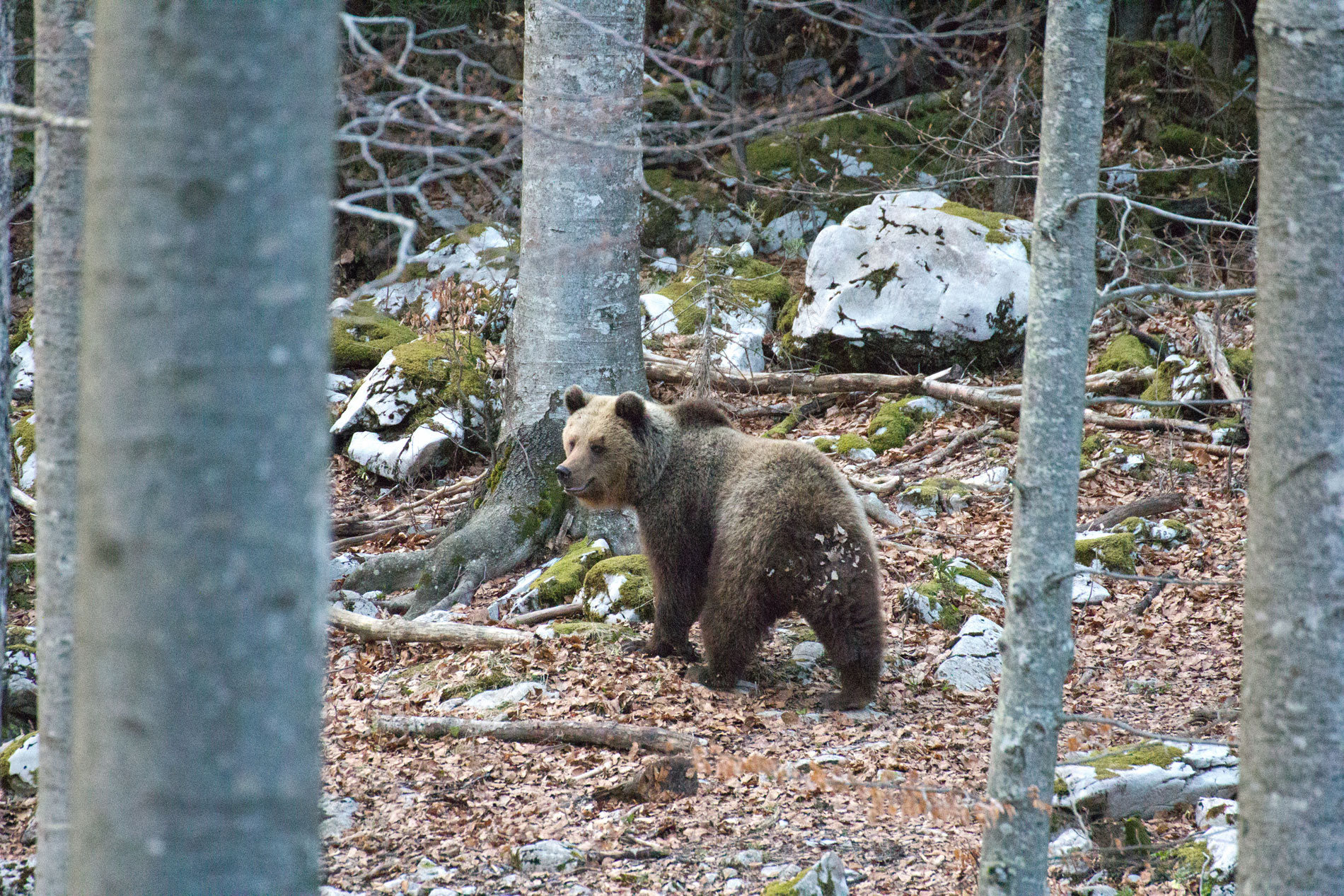 In difesa della prole.