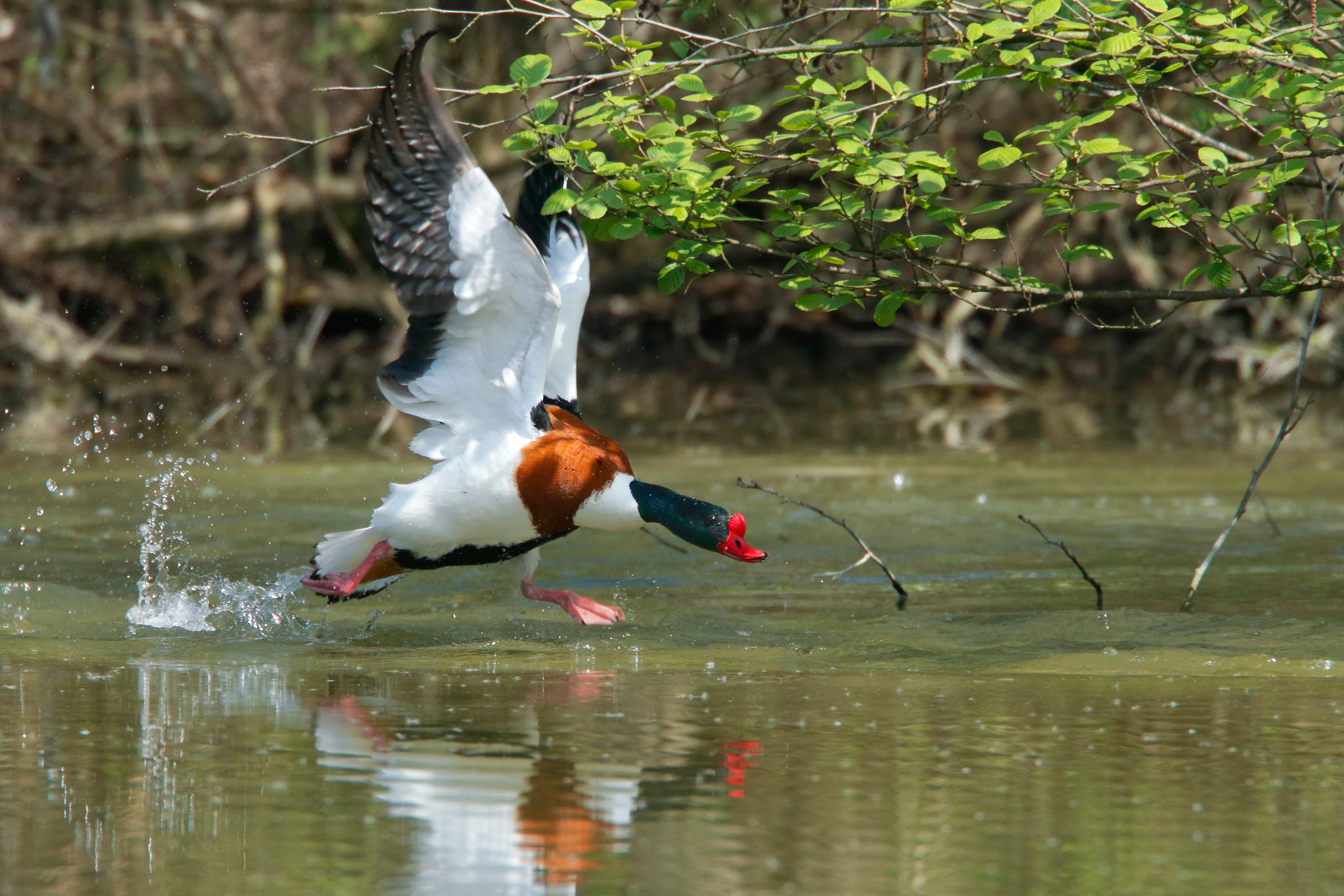 shelduck