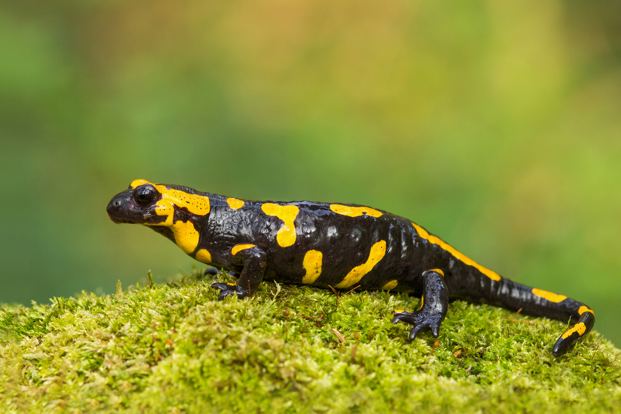 Salamandra salamandra