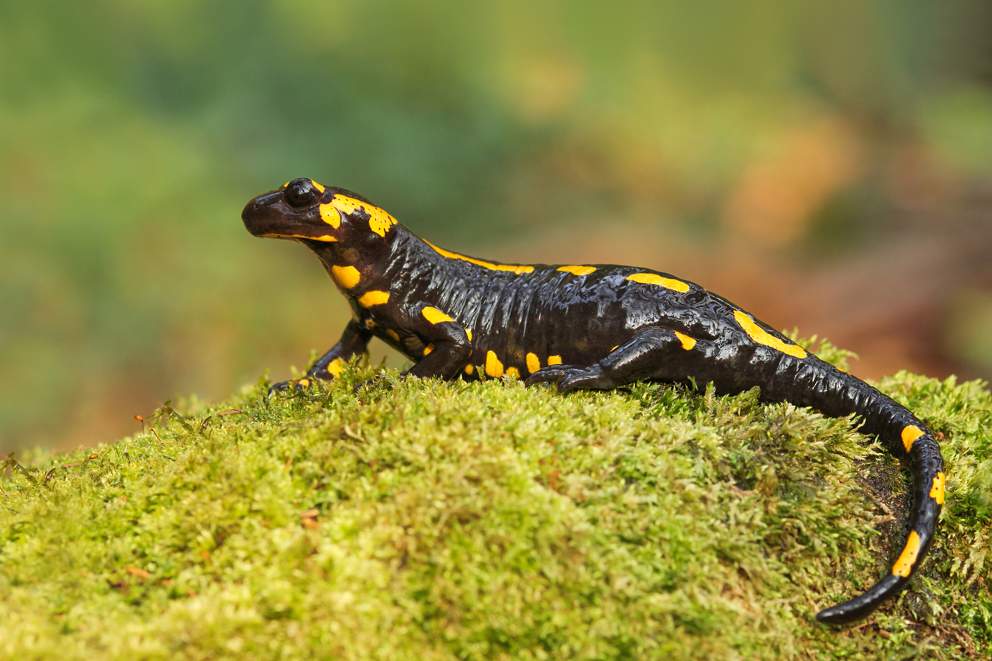 Salamandra salamandra