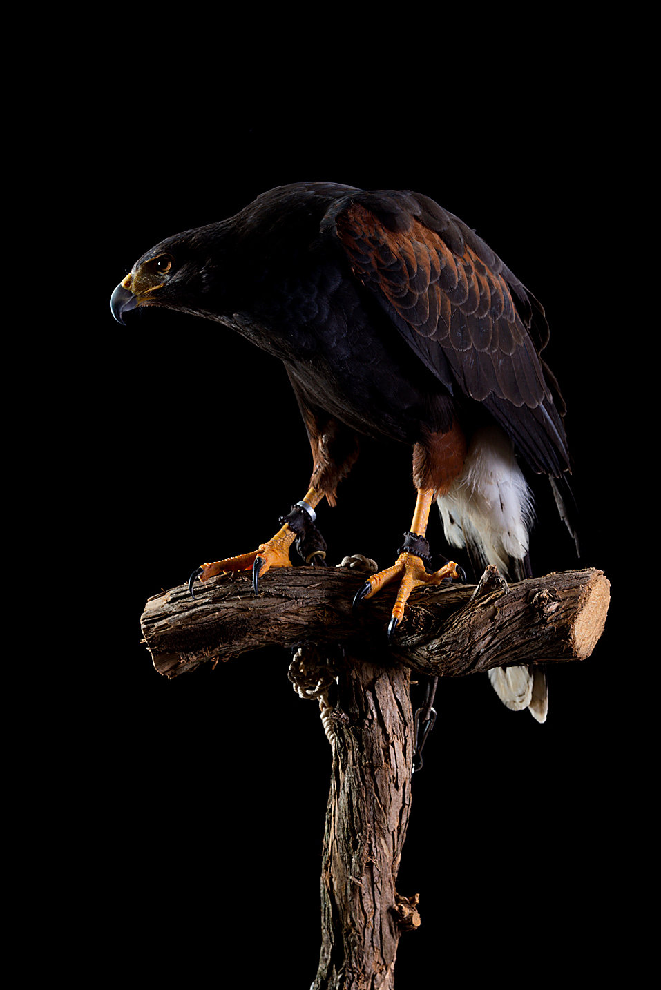 ...si commenta da sè...