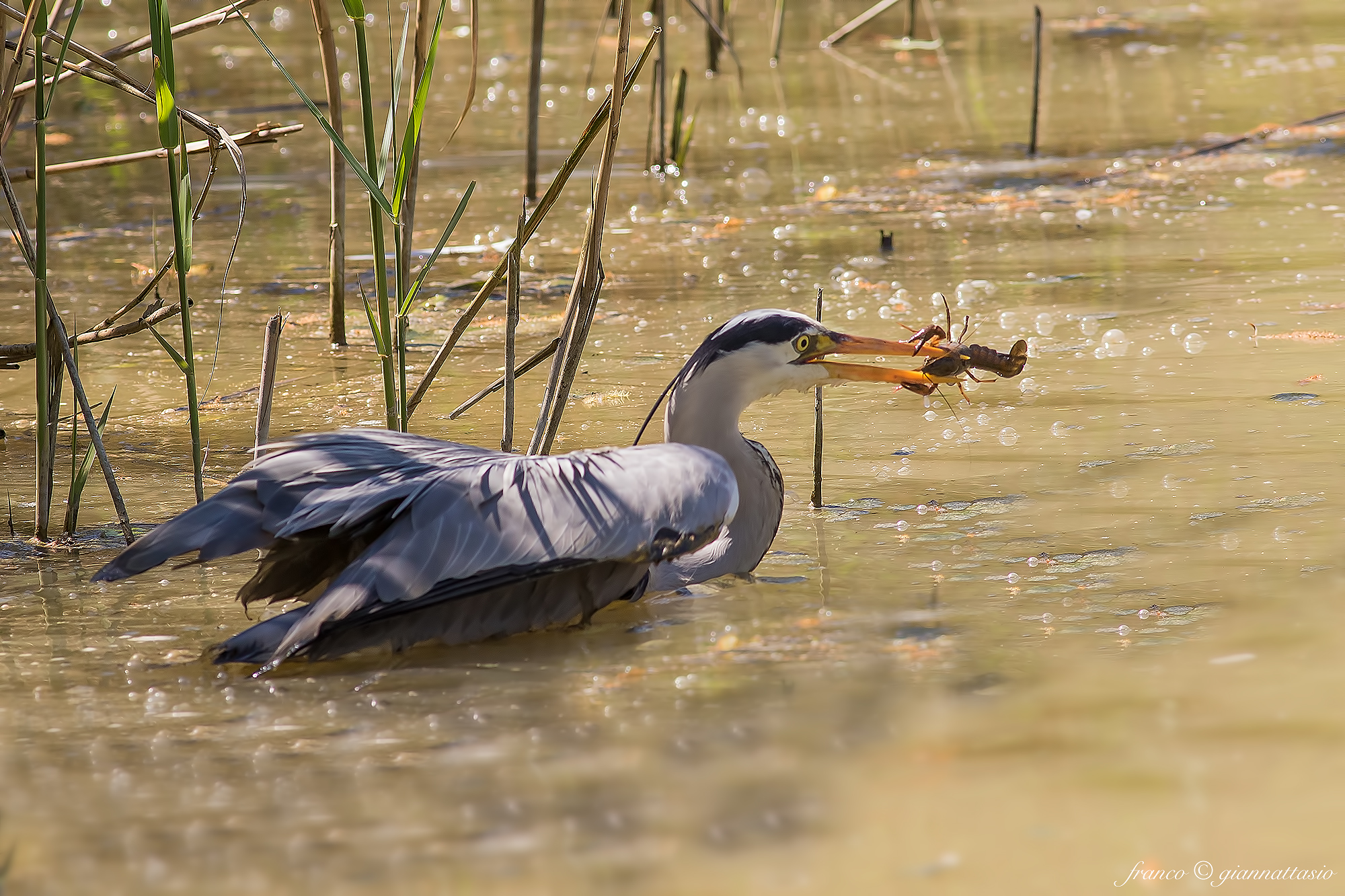 Grey Heron with gambaro.