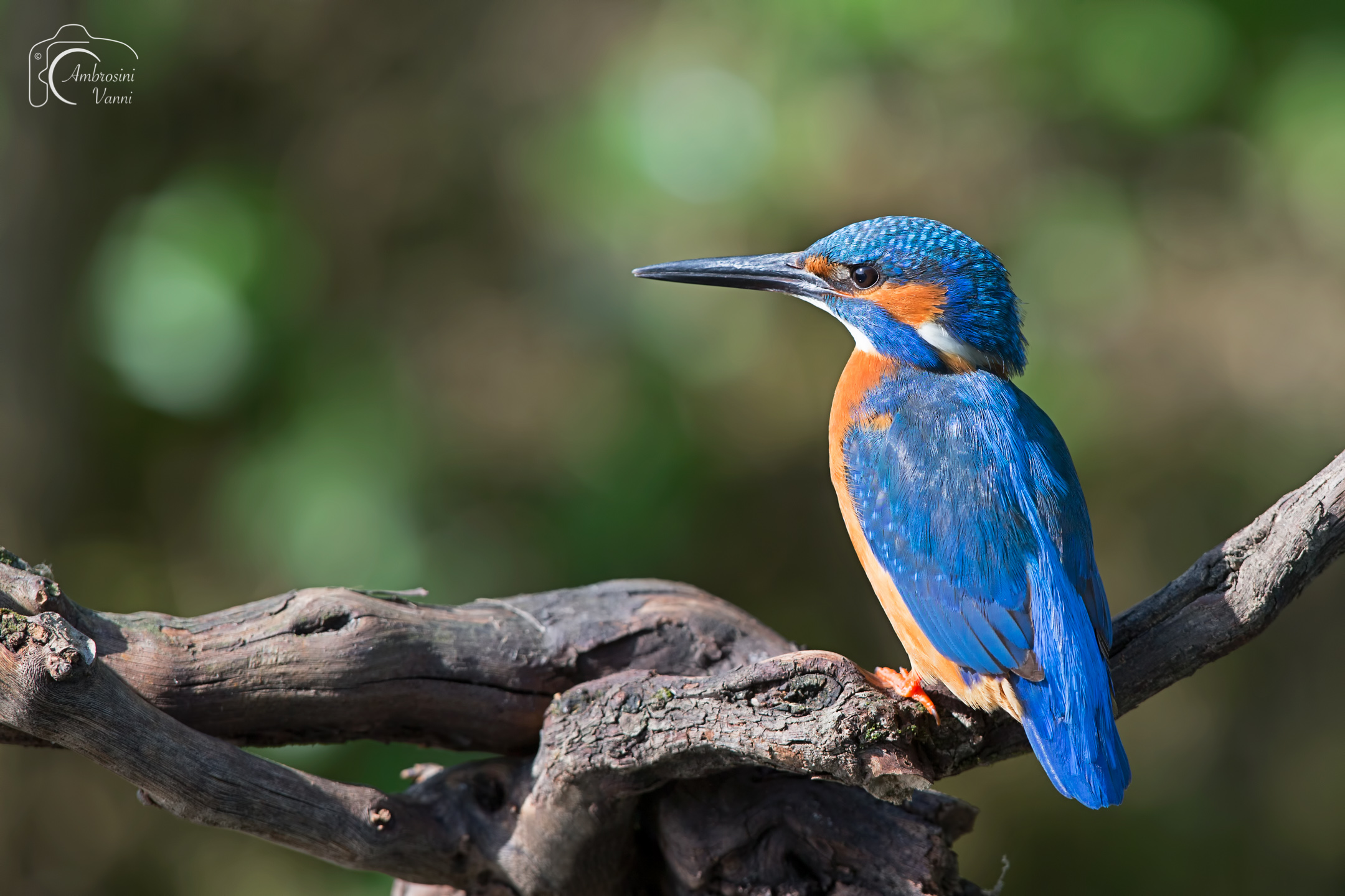 Wild martin martini shed