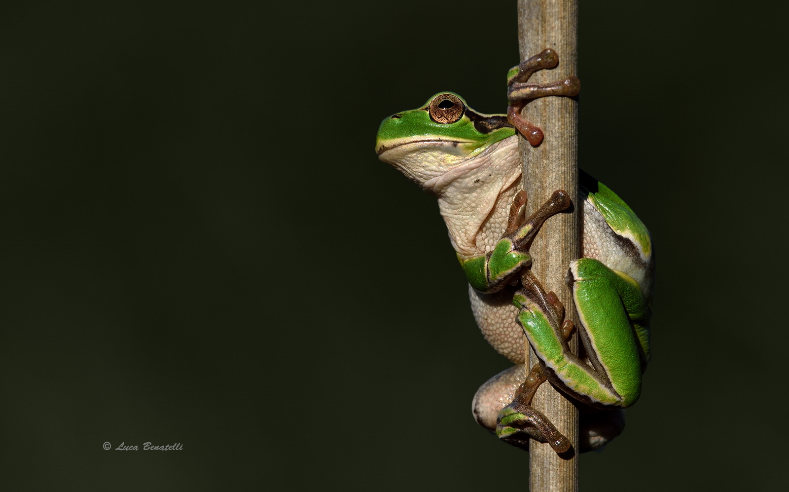 treefrog