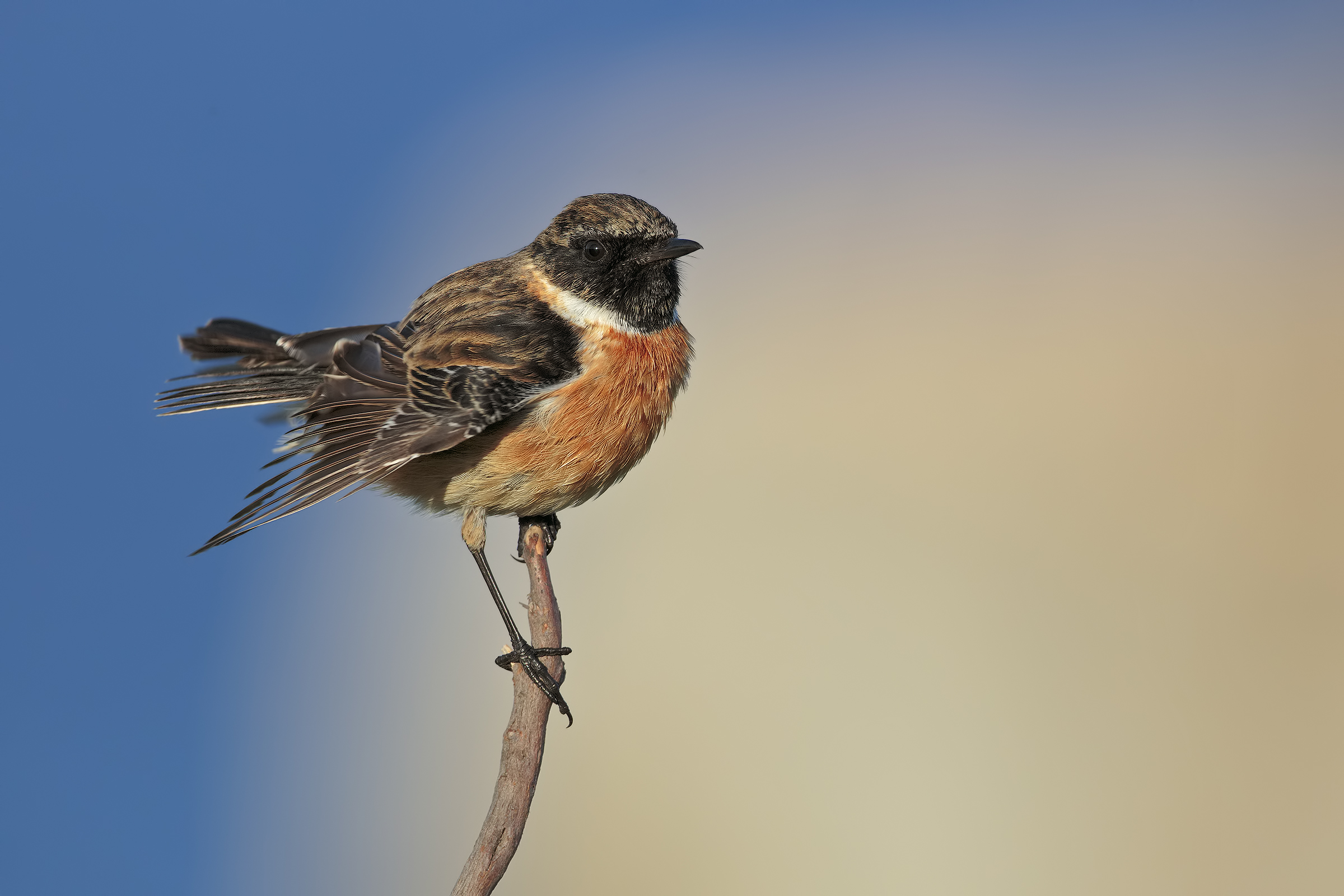 stonechat